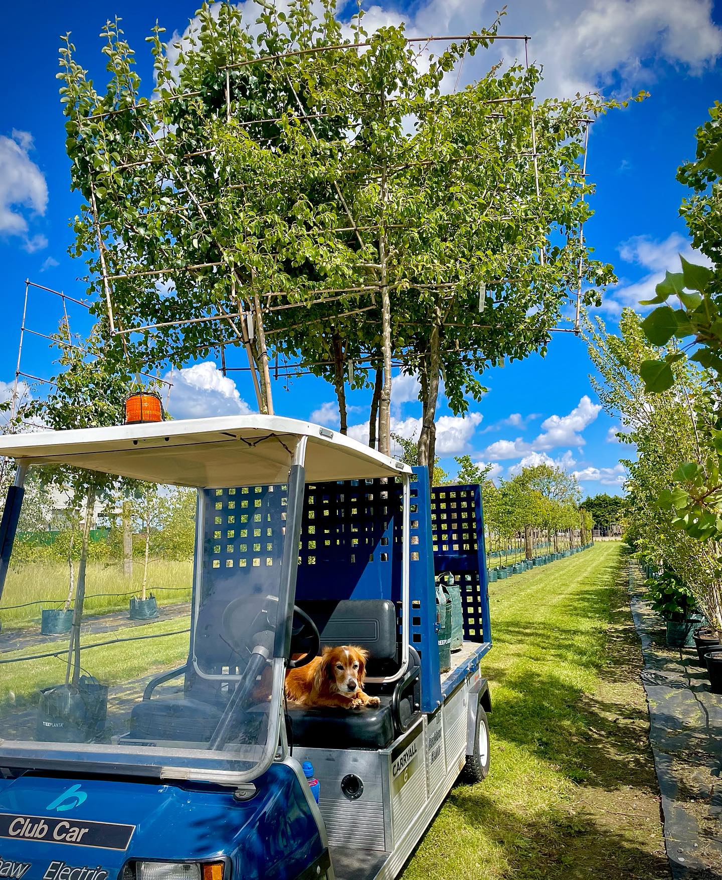 Loading up for tree deliveries 🚚 🌳 🌳