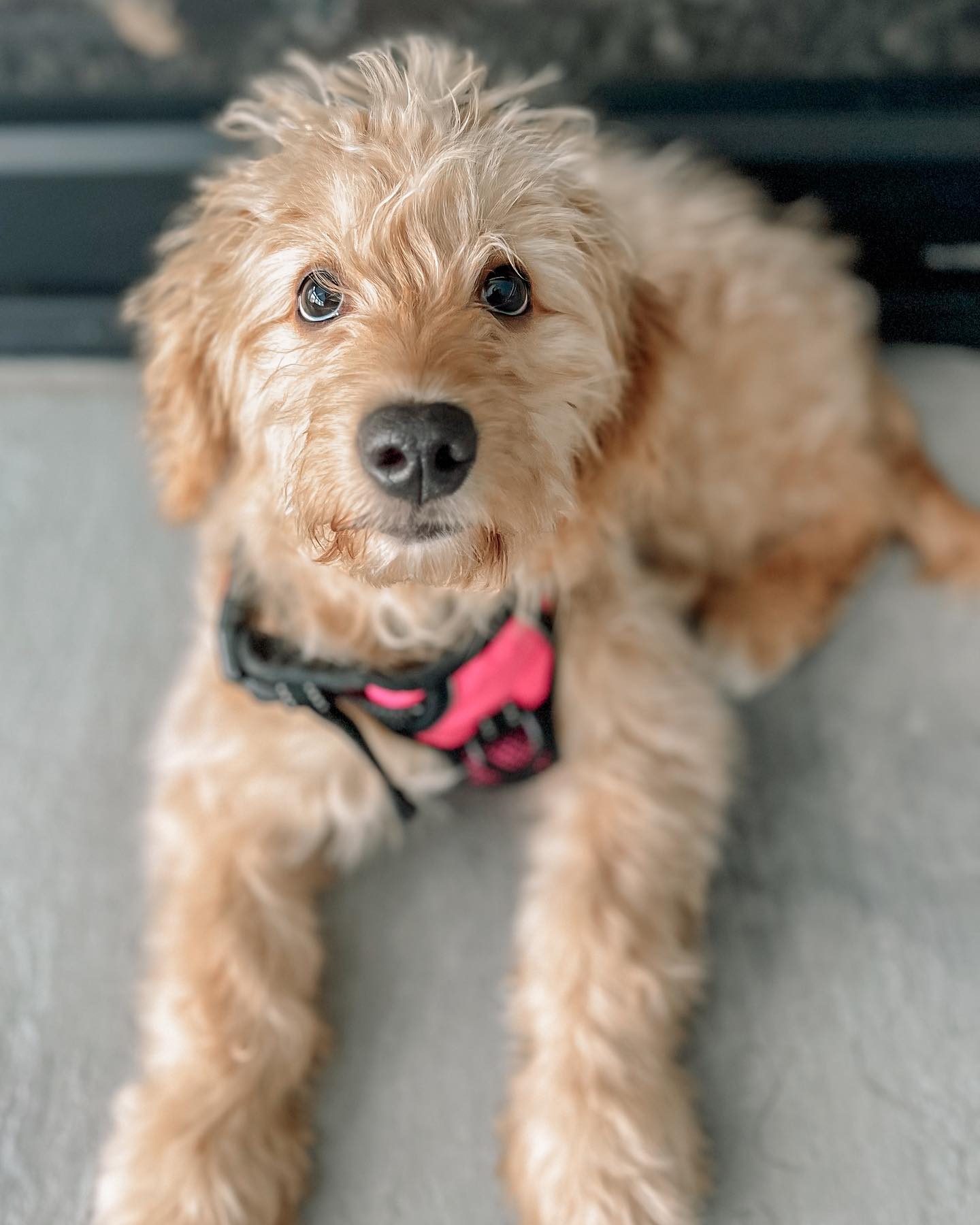 I had boiled chicken…Mom had a standard training treats…guess who she ran to faster with the “come” cue? This is one of my new puppy clients and she taught her Mom treat value matters! 😆
I coach my clients on treat values, treat location delivery, treat reinforcement schedules and more during our training sessions. 🍗🦴🌭🍎🍖