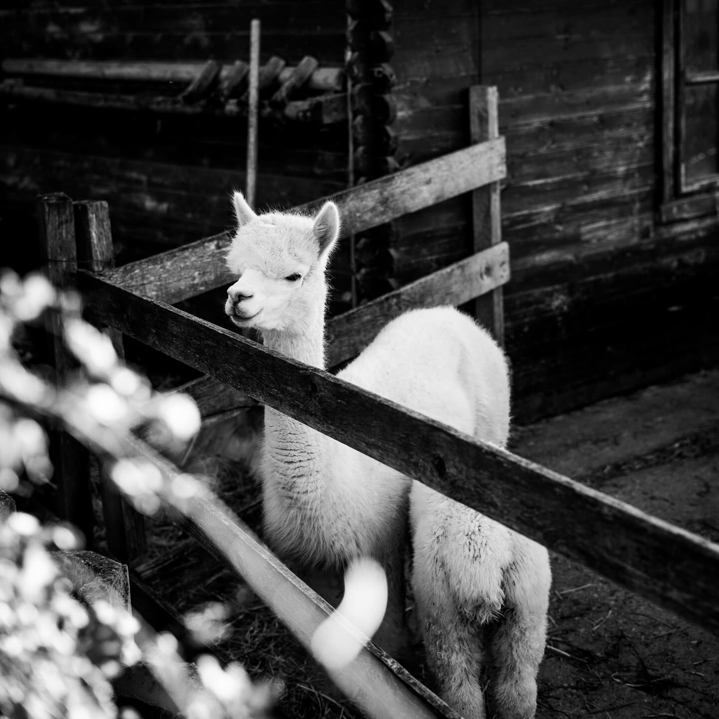 Abbiamo da poco festeggiato il nostro Alpacanniversario! ✨🎂
15 anni di alpaca 🦙 Le fatiche, i sacrifici, le volte che con un metro di neve eravamo sopra i tetti a spalare la neve, le nottate fatte con i cria che non stavano bene o che avevano bisogno di assistenza, ma soprattutto ricordiamo le gioie che abbiamo avuto la fortuna di godere grazie ai nostri alpaca, gli amici che abbiamo trovato, la felicità negli occhi delle persone che vengono a trovarci, i migliaia di tramonti, albe e cieli stellati che abbiamo visto lavorando tutti i giorni dell’anno all’aperto, con i ritmi dettati dalla natura 🍃
Questo anniversario lo dedichiamo a loro, le nostre alpaca mamme. Si parla sempre di quanto sia importante avere un buon riproduttore maschio, ma è bene ricordare che la gran parte del lavoro lo fanno le nostre fattrici (oltre a contribuire al 50% del patrimonio genetico dei piccoli nati!) per cui è importante prendersene cura e tenerle in salute 💜
Photo by @moryrugo
#alpaca #alpacas #alpacaanniversary #alpacalove #alpacalover #alpacalovers #alpacafarm #alpacalife #alpacasofinstagram #allevamentoalpaca #fattoria
#marche #marcheregion #urbino #montefeltro