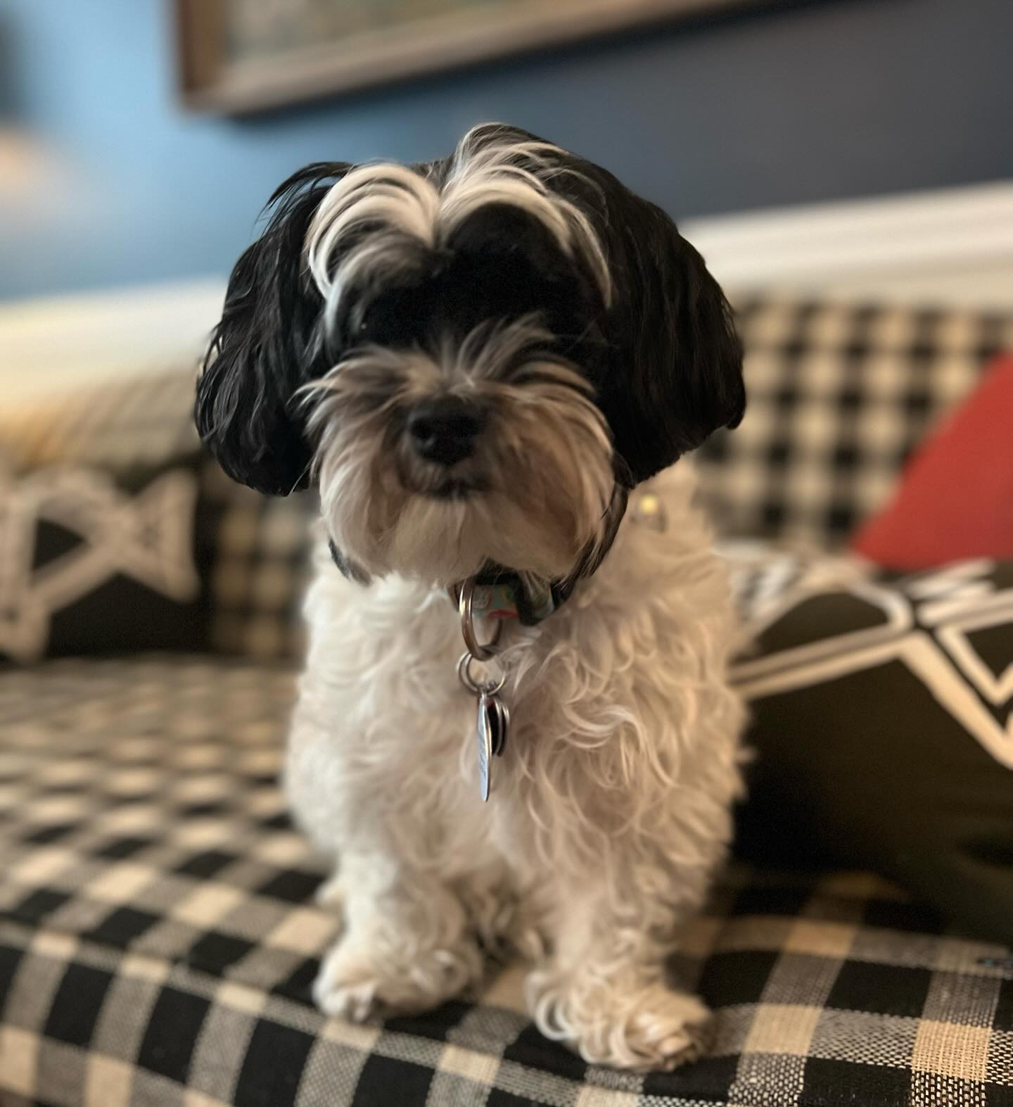 Was the “spin” cue on this girl’s formal training plan? Nope! But did we have a great time training it anyway? Absolutely! Tricks are beneficial because they channel energy, build confidence, provide exercise, promote bonding, give entertainment, the list goes on and on! 🤩