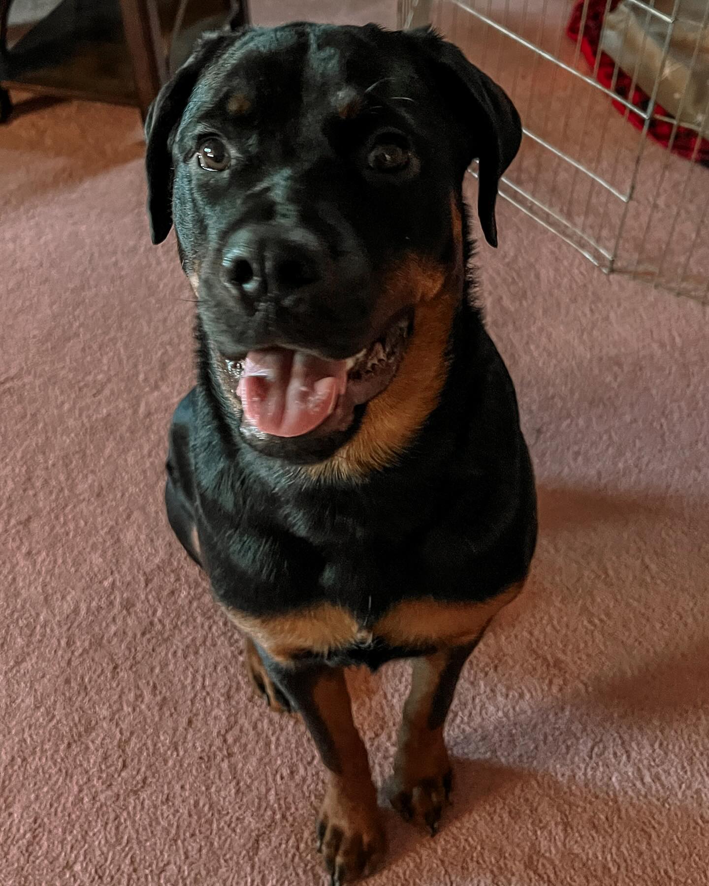 Nothing makes me happier than spending time with this beautiful puppy on Fridays! Her Guardians are as sweet and enthusiastic as she is to train! We are working on some typical puppy challenges but at a bit of an XL level simply due to her size and energy. It’s honestly a joy being with her! 🥰