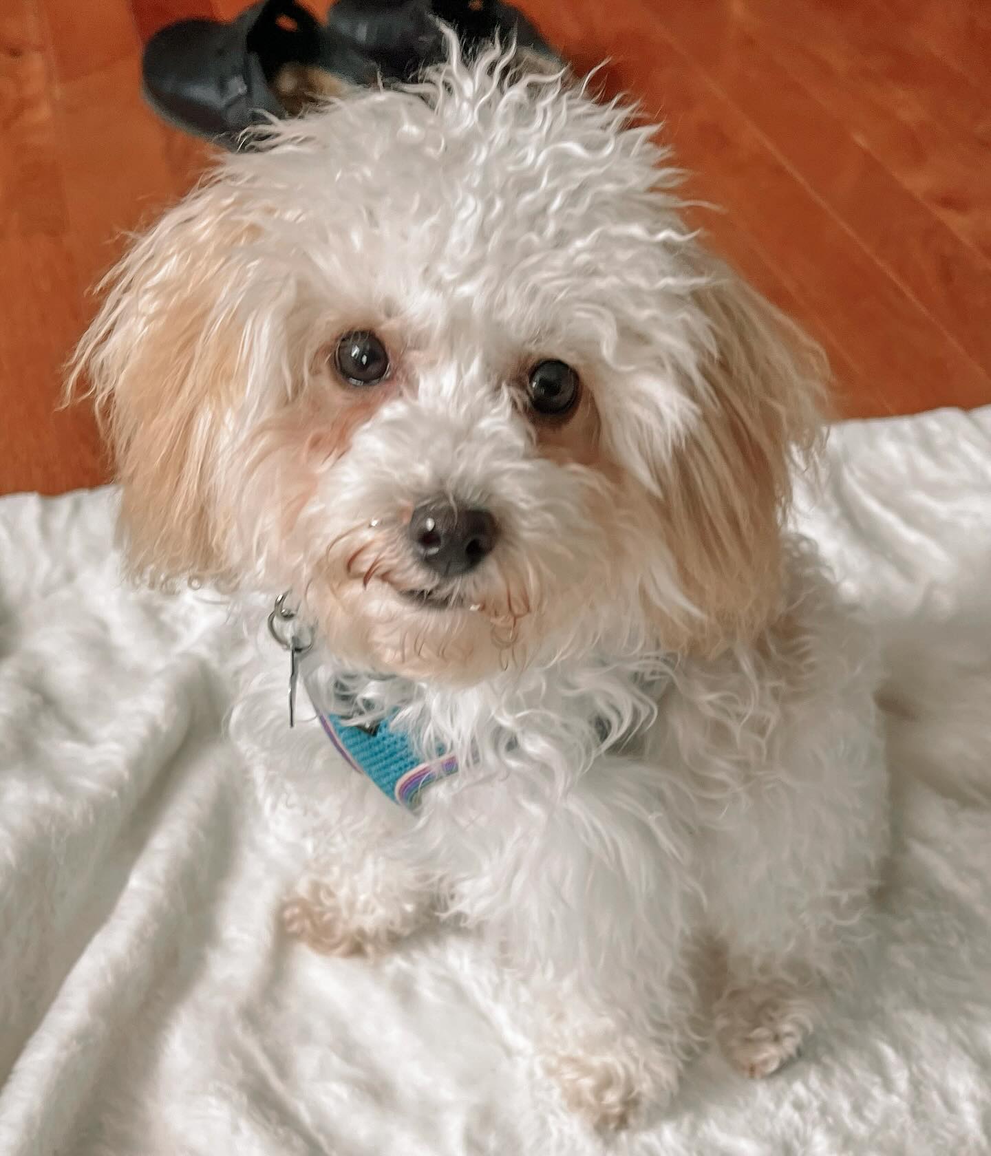 One size does not fit all for training a behavior or modifying one. We’ve re-thought various positive reinforcement approaches (e.g., shaping, capturing, adjusting his environment, etc.) to do what we can to set him up for lots of clicks and treats, progressing his learning in an enjoyable way.👏🏼