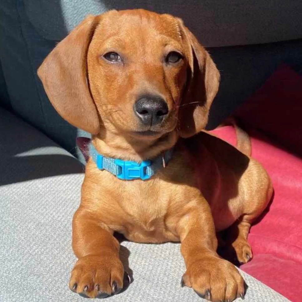 Lindsey desde 📍Madrid nos envía fotos de Satoshi 🐶 que guapo que está 🥰
Amamos ser parte ❤️🫂
.
.
.
✂️————-
#teckel #teckelhojaseca