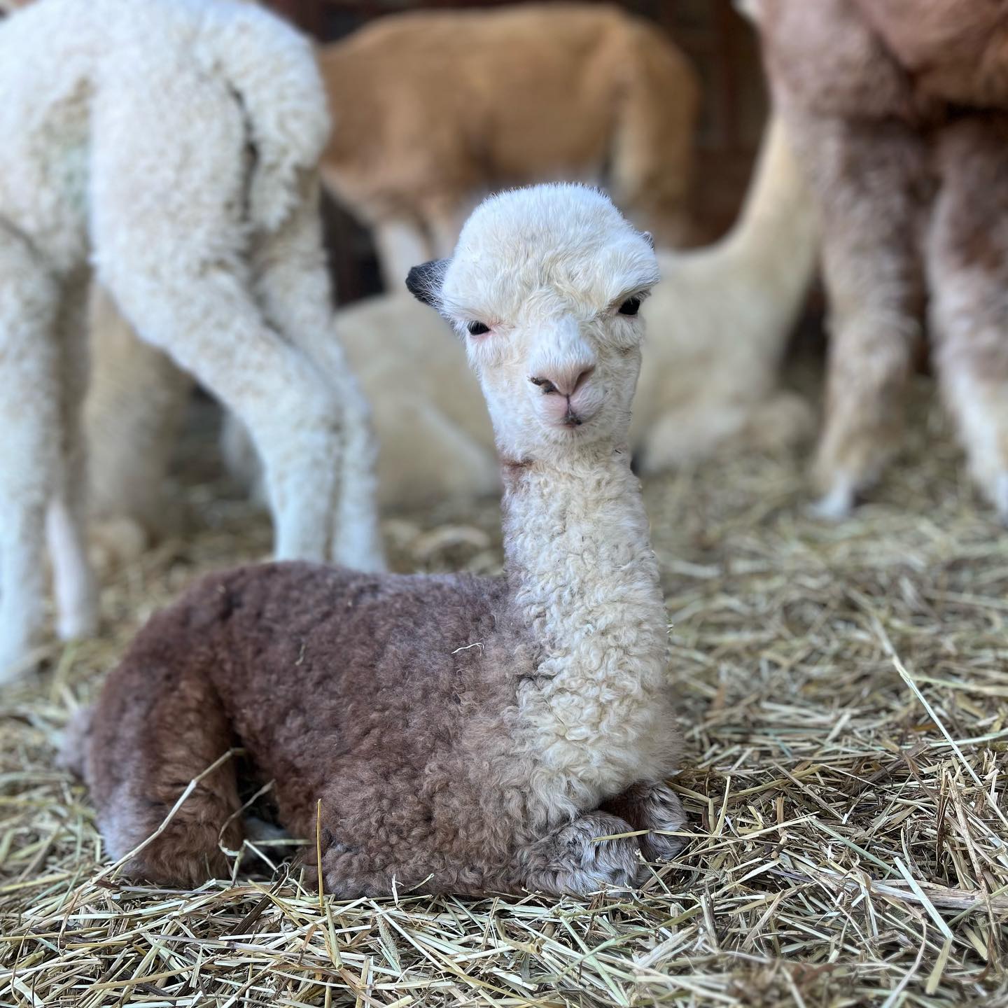 Nuovi nati degli ultimi giorni 😍✨ Non sono tenerissimi?
#alpaca #babyalpaca #babyanimals #alpacas #alpacalove #alpacalovers #animali #alpacasofinstagram #natura
