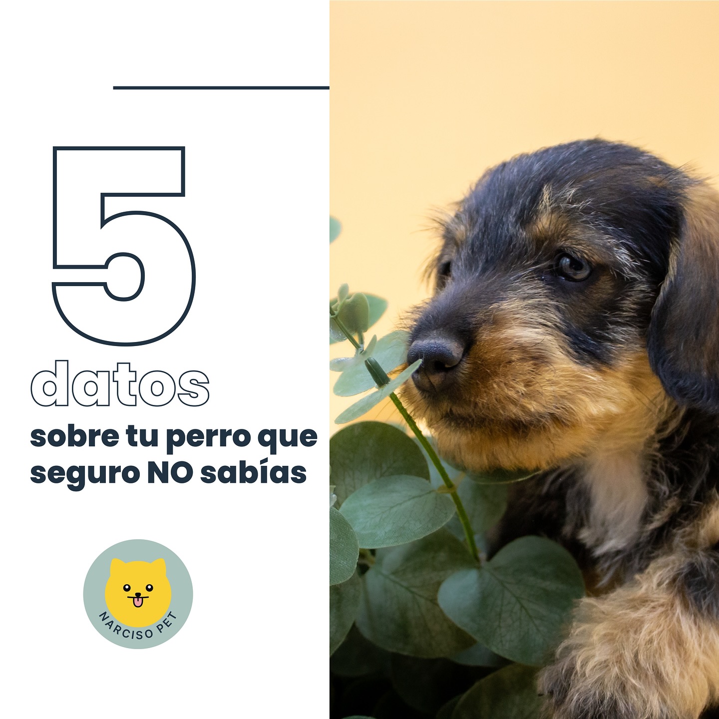 🐶 DESLIZA ➡️ ¿A que no sabías es el #5? Comenta cuál acabas de descubrir hoy con nosotros 😅
.
.
.
.
✂️———————-
#datoscuriosos #curiosidadesperros