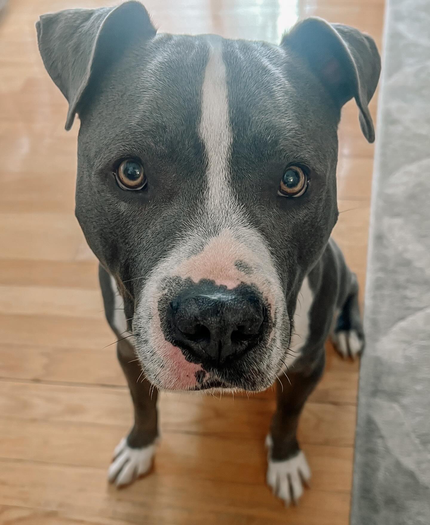 This beautiful sweet boy brought his Mom and I together and we had so much fun clicker training today! His wild excitement when he first heard the click almost had me wondering if we’d only use a marker word instead but after a few clicks and treats he seemed to better grasp the concept.
*In dog training. a clicker is often used as a signal to indicate the dog has performed a desired behavior correctly. The clicker itself doesn’t have inherent value, its significance is established through association with positive reinforcement such as treats or praise. Over time, the sound of the clicker becomes a conditioned reinforcer, meaning it elicits a positive response from the dog due to its association with rewards. @lculp46214