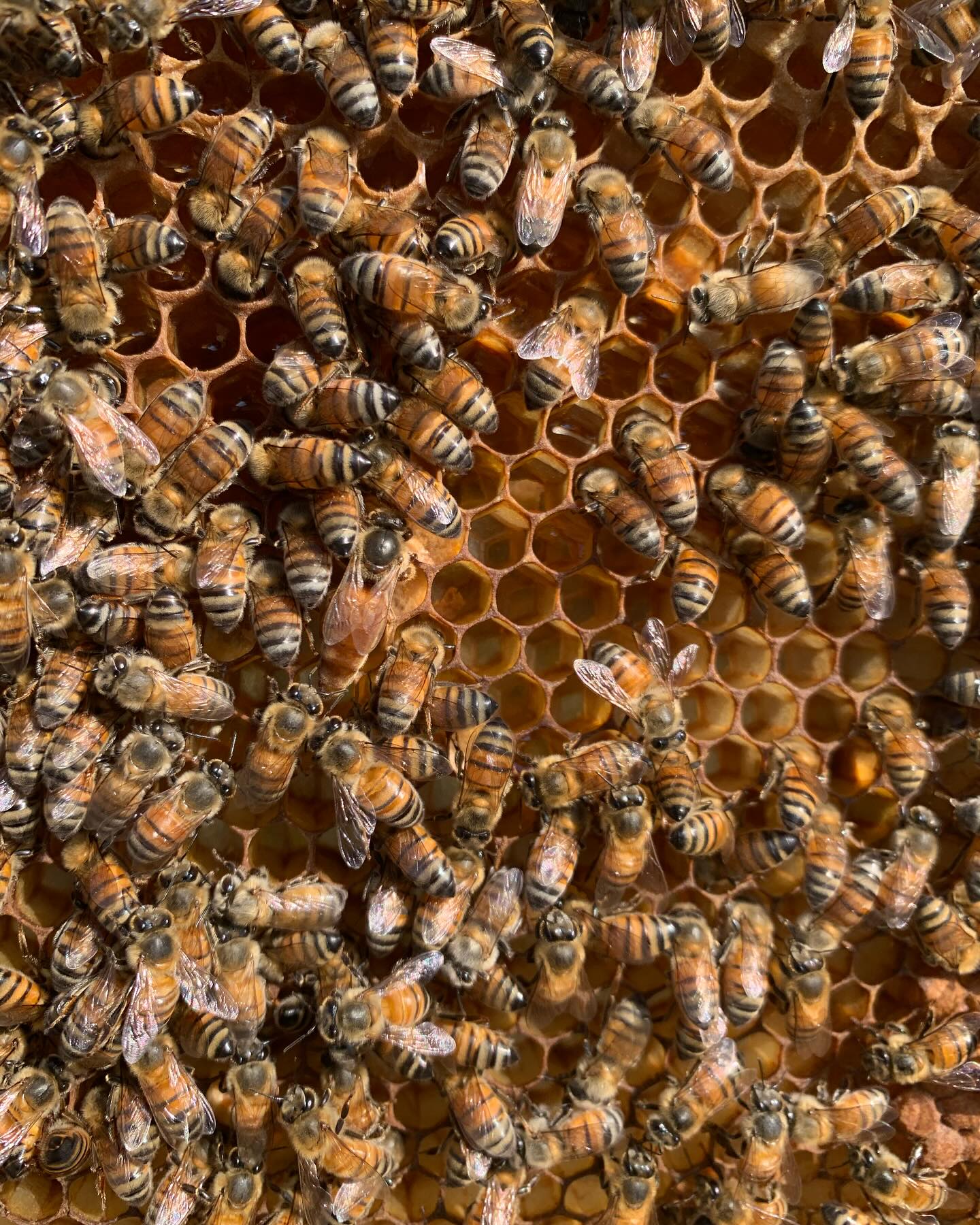 When you find THE ONE
#queenbee #honeybees #beekeeping #grandcayman #caymanislands