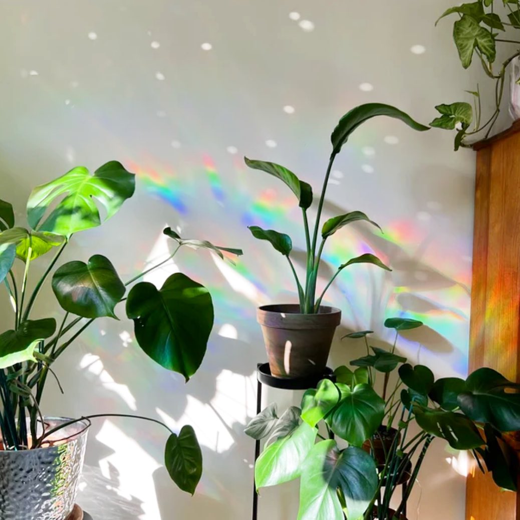 ⭐️⭐️⭐️⭐️⭐️
I can’t say enough kind words about the seller, and this product! It makes me so happy and brings me so much joy. Packaging is adorable and arrives in a timely fashion. :)
———————————————————
Another happy customer. We love reading reviews and seeing them in action at your place 🩷