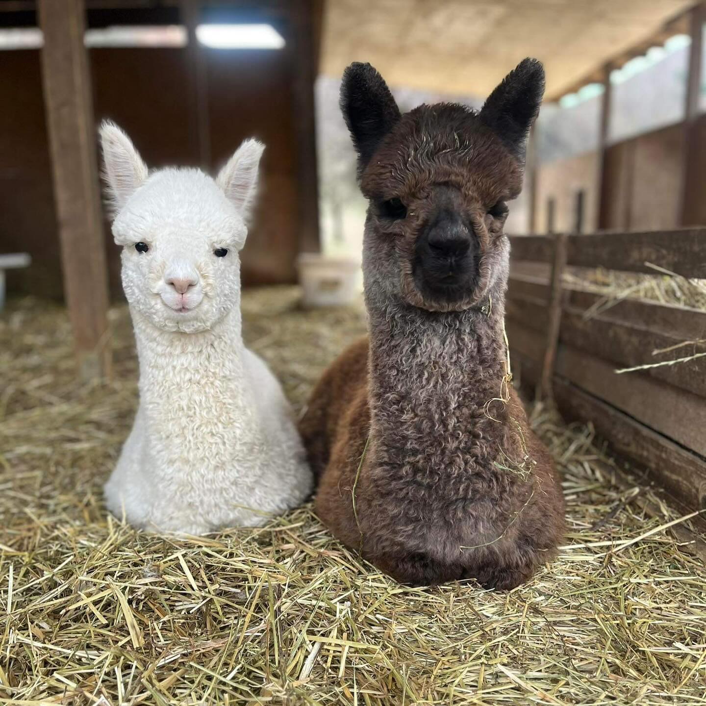 Amici di riposino 💜🦙
#alpaca #alpacas #alpacalove #alpacalover #alpacafarm #allevamentoalpaca #fattoria