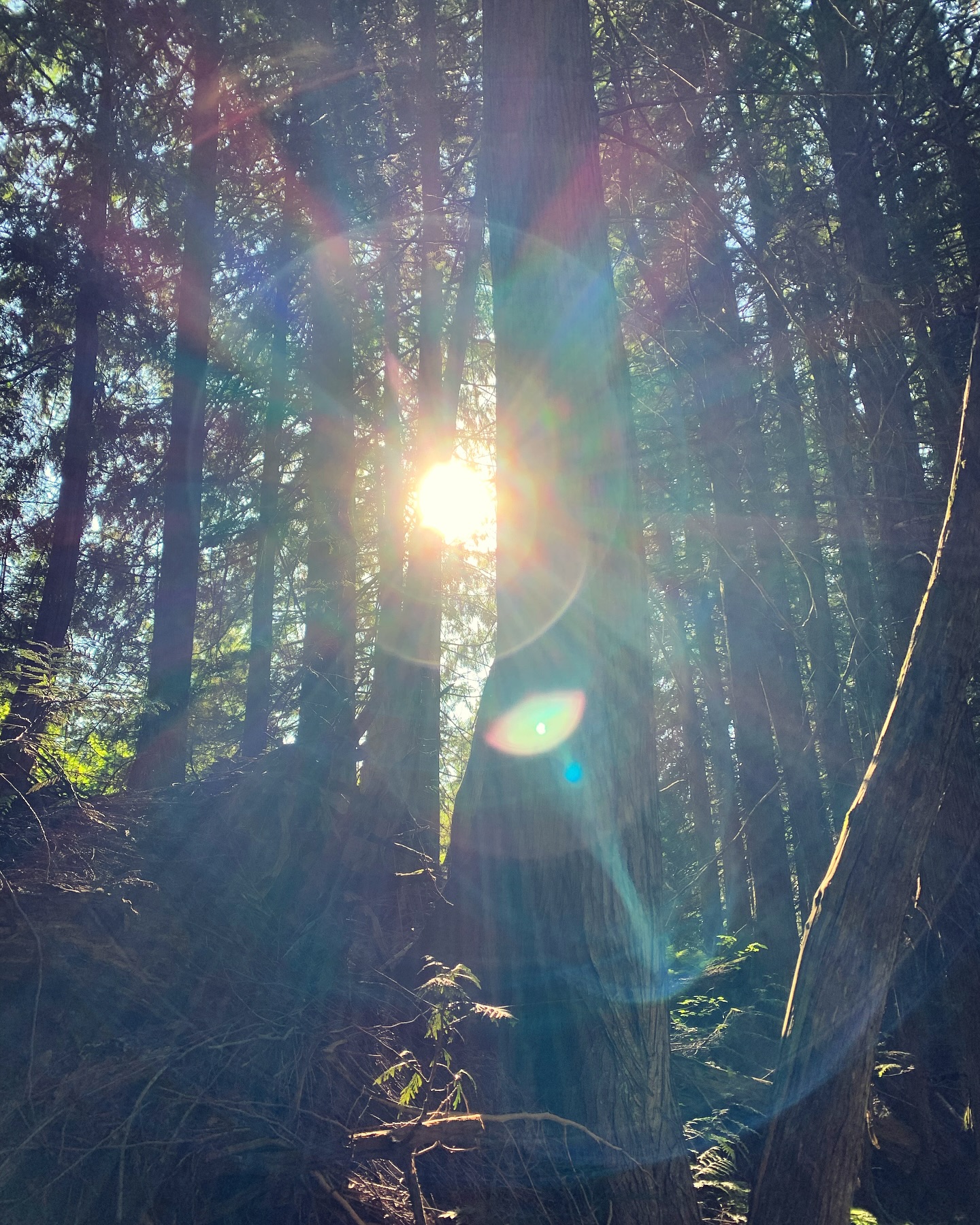 “Nature does not hurry, yet everything is accomplished.” - Lao Tzu
Similarly when it comes to healing, and treating the root cause, we must be patient and trust the process. Whatever the causes, many imbalances, especially chronic conditions, have been developing over a very long period of time. In many cases, over many years. Therefore, it’s going to need a little bit to come back into balance, especially if we want to prevent reoccurrences. 🌿
#ayurveda #ayurvedicmedicine #holistichealth #whole #natural #balance #ayurvedalife #nature #laotzu #naturalhealing #patience #trusttheprocess #ayurvedic #plantmedicine #ancientwisdom #ancientwisdommodernliving #naturalhealthcare #ferniebc #ferniestoke