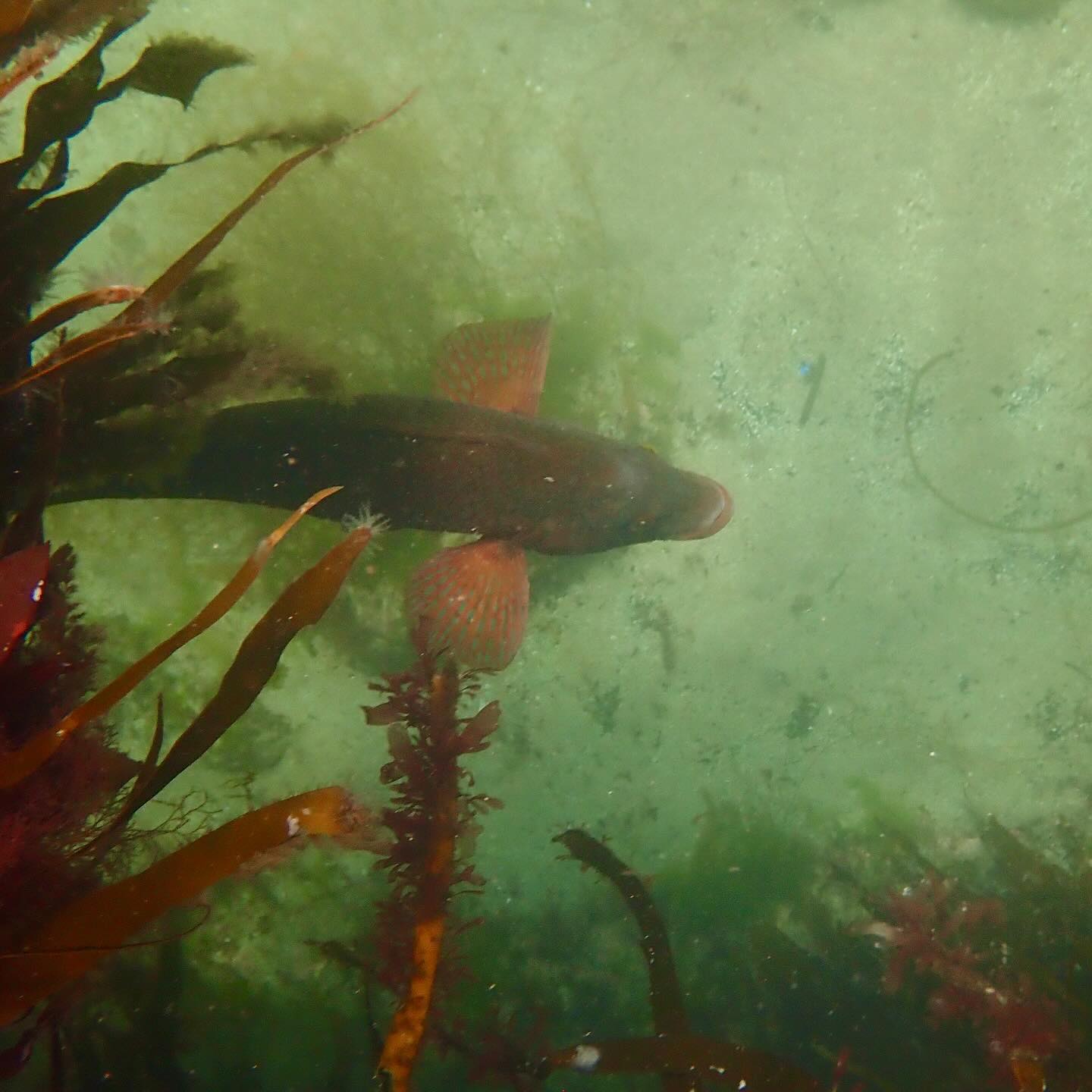 What have we been seeing this last week in the marine reserve? So much!
The settled Summer seas are now thriving with life and activity and it’s a joy to put our heads in knowing there will be lots to observe
After sorting through 100s of photos I’ve narrowed down to 10 highlights, I might need to do another post 😀
We have seen both the Ballan wrasse, (first photo) Corkwing wrasse, lots of blue jellyfish, comb ‘disco’ jellys, sea gooseberries, moon, cross jellyfish, plus lots of stalked jellyfish.
All 3 most commonly sighted crabs 🦀🦀🦀 velvet, edible and shore
Lots of juvenile fish in small shoals - likely Pollock, Coley and Cod, plus thousands of Sandeels
Urchins, Shannys, Sea Scorpions and the most variety of Nudibranchs (aka Sea Slugs I’ve ever seen in one spot. There are 1000s of one particular species that once you see you can’t unsee!
Today another pipefish was spotted in the kelp too - amazing! 🐟🦀👌🏻🤿💙