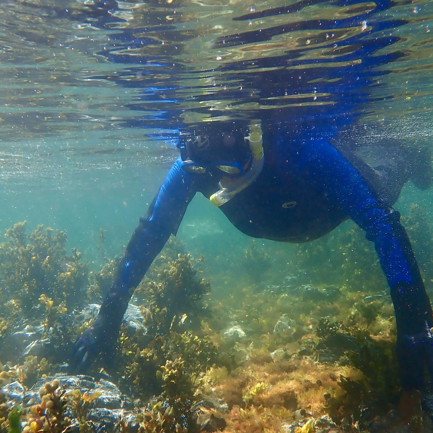 2 days, 2 contrasting sessions ⛈️☀️
2 ladies joined me for private 1-1 Snorkpooling sessions.
These are 1-1 for absolute beginners who are a little nervous and want to learn to snorkel. We start in knee deep water, learning to slowly put our face in the water and getting used to the unnatural feeling of breathing through a snorkel tube. We then start to build some confidence floating along in shallow water safe enough to stand, without the hassle of fins and all within a short distance from the beach. Once we are happy we can float and rest if needed we start to explore a little further and look for marine life 🦀
Yesterday, shadowed by thundery rain clouds it felt like Autumn again, cold, murky with some swell. In contrast, a glorious day today warm sunshine, calm and clear. This changeable weather and unsettled sea conditions are certainly testing!
Fins crossed a settled Summer is here soon for a fun packed season of underwater adventures ☀️🤿👌🏻🐟
#snorkel #snorkelling #snorkeling #snorkelwilduk #snorkelwild #snorkelscotland #snorkpooling #seizethesnorkel #wildsnorkel #underwater #ourseas #BSACdivers #discoverUKsnorkelling #bluemind #marinereserve #scotlandstartshere #wildscotland #visitberwickshirecoast #PADI #scottishborders #visitscotland #hiddenscotland #coldingham #eyemouth #stabbs