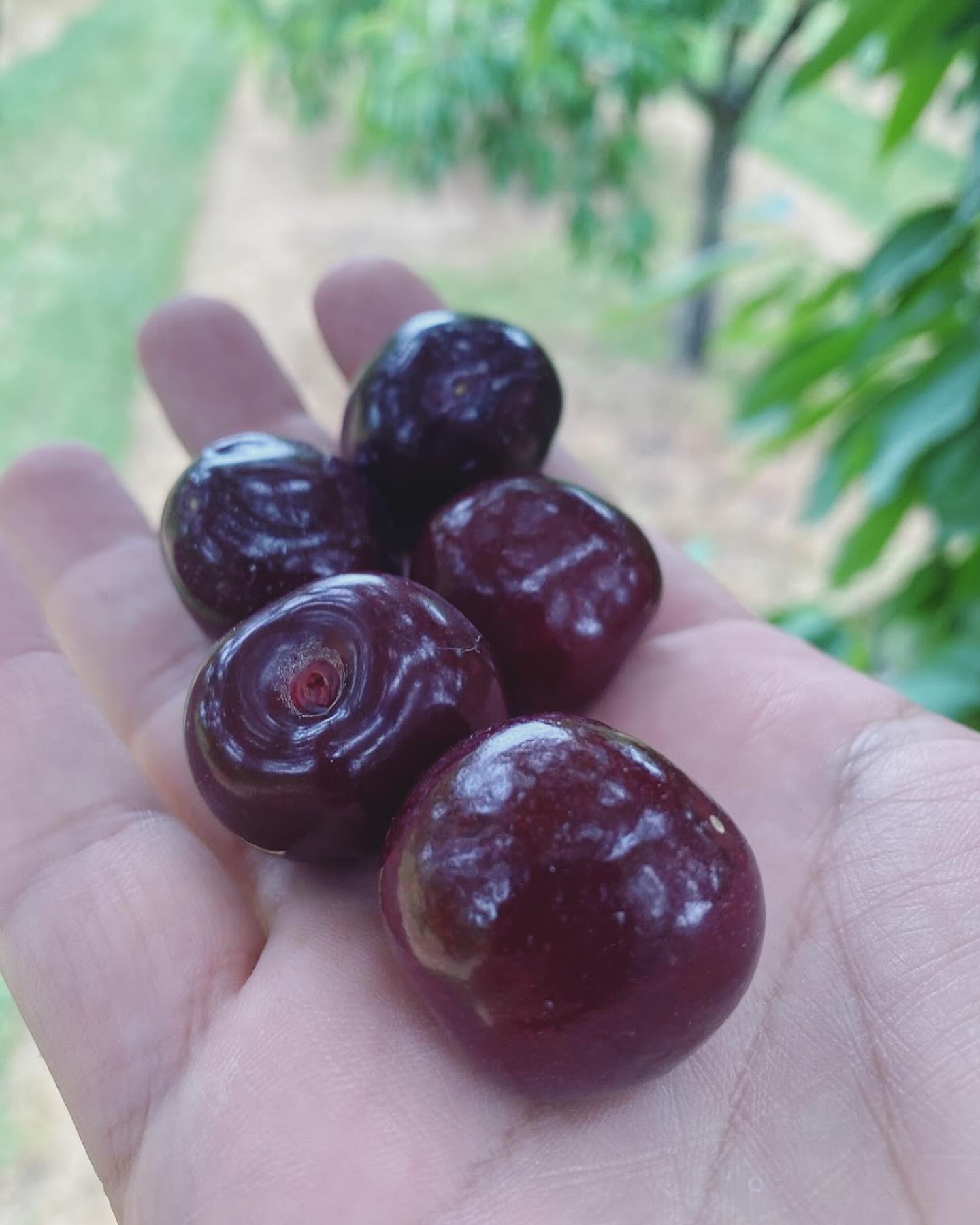 Cherries are ripe and it’s a perfect day to be picking so come on by - the weather will be beautiful after the rain yesterday!