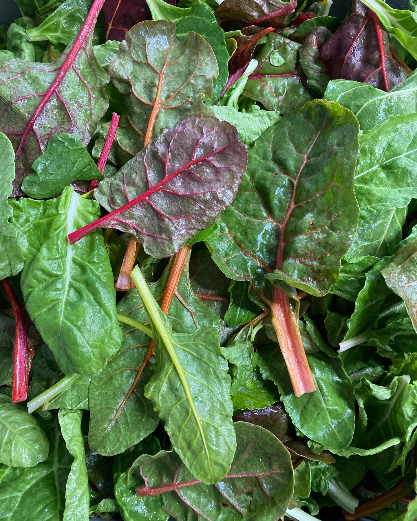 Happy almost spring!!
I will be at the market tomorrow, Saturday, at the Wentworth Greenhouses in Rollinsford 10am-2pm!
I’ve got this baby chard, spinach, kale, arugula and carrots!
@seacoasteatlocal
#nhagriculture #springiscoming #soilgrowngreens