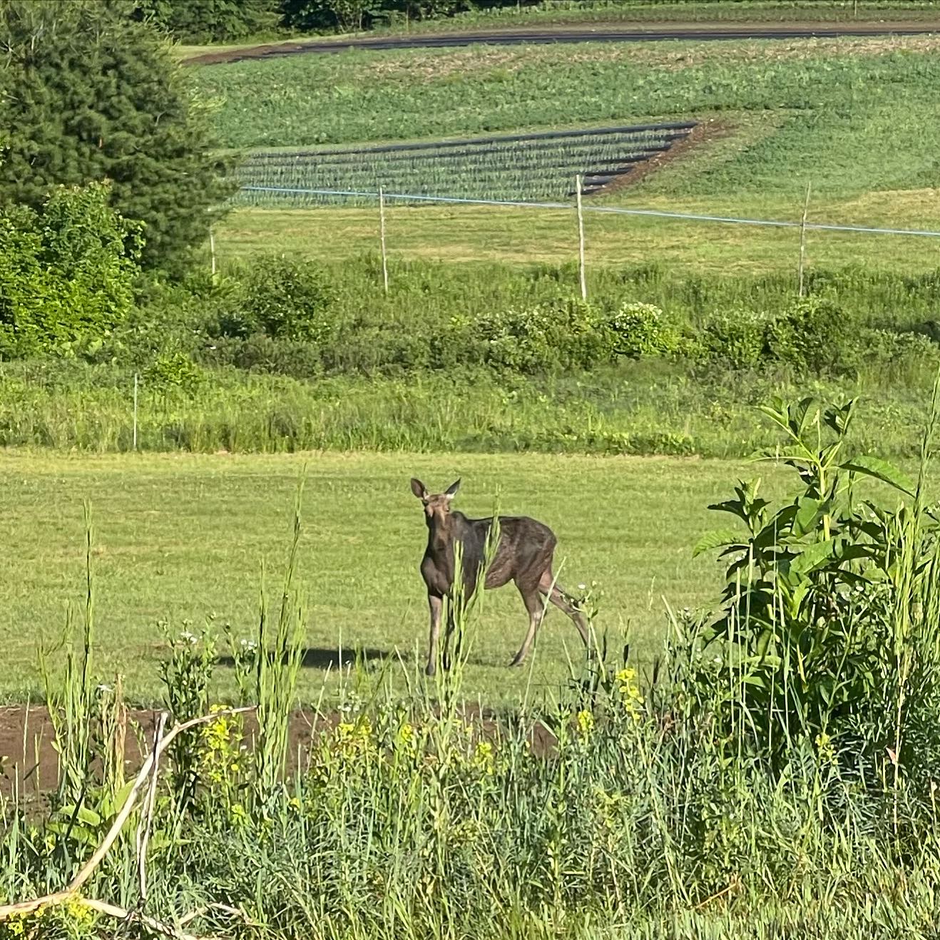 A MOOSE came through the farm for a visit this morning! 💚
#wildlifecorridorsmatter