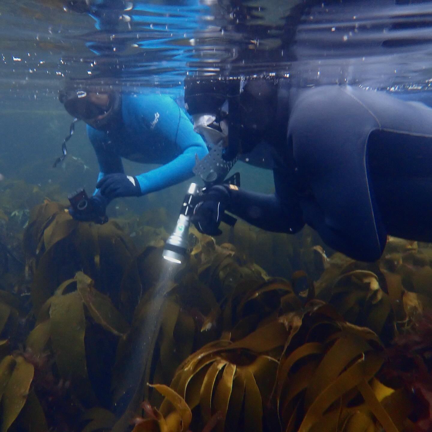 With the sky overcast and the nights drawing in, it felt like a very Autumnal evening last night for our weekly snorkel club meetup.
However a peek below the surface revealed a very summery and colourful world below and with the sea temperature a balmy 13c it was a very pleasant session 👌🏻🐟🤿💙
We swam out a little further and explored some deeper sections by torchlight to search the seabed and bring out the colours even more. A bimble back into the shallows around the rocks and through the thongweed always feels good like floating through an underwater jungle. We were delighted to see so much and the sea was so clear too. The crabs were very active as they usually are when the tide starts to flood - they know they have a few dark hours ahead to feed 🦀 🦀 🦀