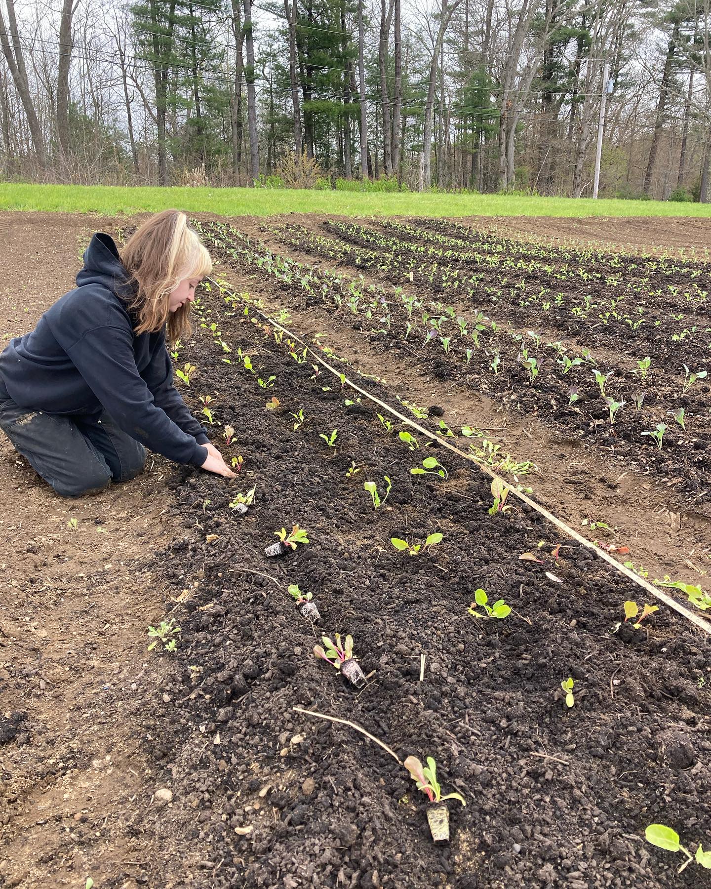 It’s time to do all of the things at once!
Prep the beds, put compost on the beds, plant the chard, plant the ginger, plant the tomatoes, harvest for @nh3rfa, seed the seeds… and then maybe a nap?
Here are pics of the past couple of weeks featuring the newest fern at the farm, Mari! She is just rocking it! 🌿
#planteverything
#gettheplantsintheground