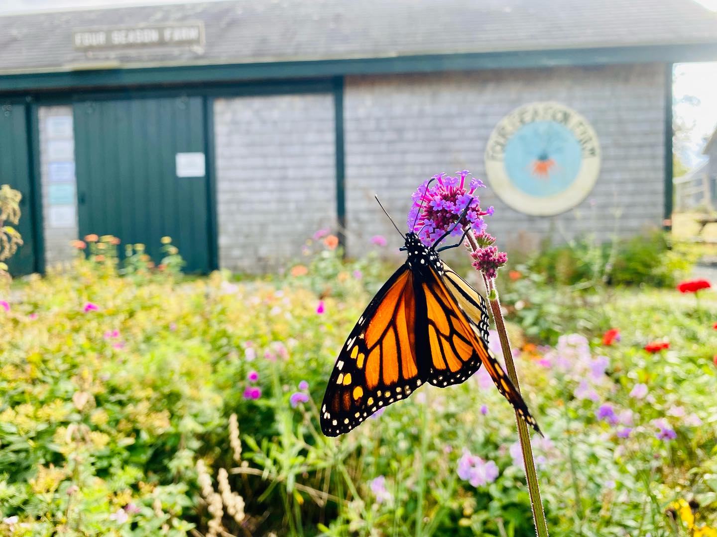 🌱2024 FARM STAND OPEN 8AM-12PM ON SATURDAYS BEGINNING SAT JUNE 1ST 2024 🌱
🌻RUN BY FARM LESSEES MOLLY & CALEB OF @littleredflowertruck 🌻
🦋FOR MORE DETAILS, VISIT @fourseasonfarmstand 🦋