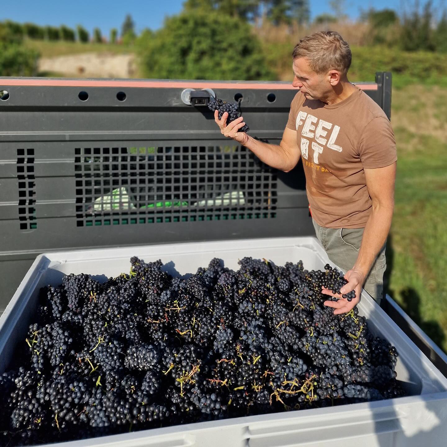 Die roten Trauben sind gelesen, und das Zuckschwerdt-Weinbergsblut entwickelt sich zu etwas ganz Besonderem. 🍇 Die Qualität, Reife und der Geschmack versprechen einen außergewöhnlichen Jahrgang 2024. Ich freue mich darauf, diesen Rotwein bald mit euch zu teilen. 🍷 #Weinbergsblut #gayfarmer #Jahrgang2024 #ExzellenterWein #Weinleidenschaft #Handwerk #Rotwein #Winzerkunst #QualitätimGlas