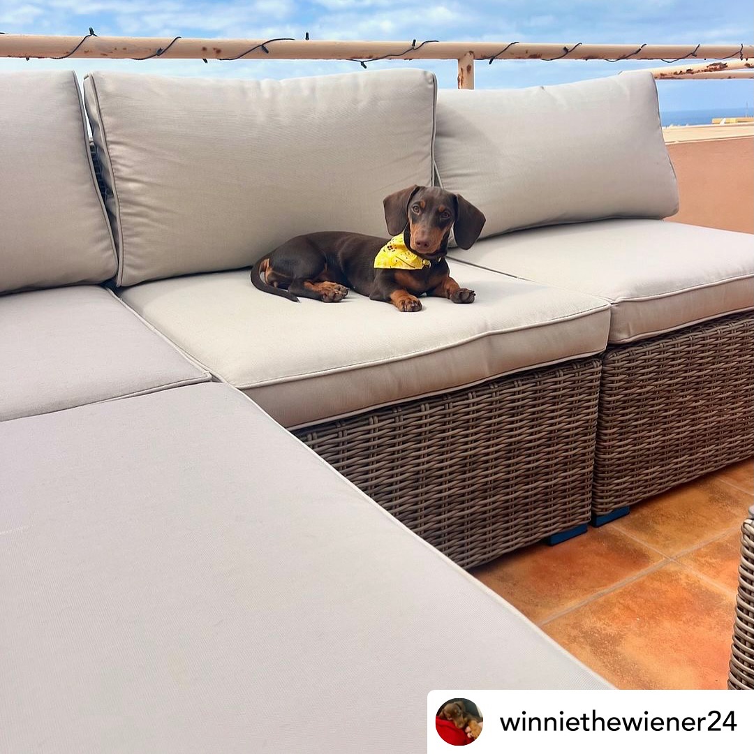 @winniethewiener24 sabe que el verano es la mejor época del año ☀️🌞⛱️
Seguidla y ver todas sus #salchiaventuras
.
.
.
✂️—————
#teckel #teckelmini #teckelchocolate