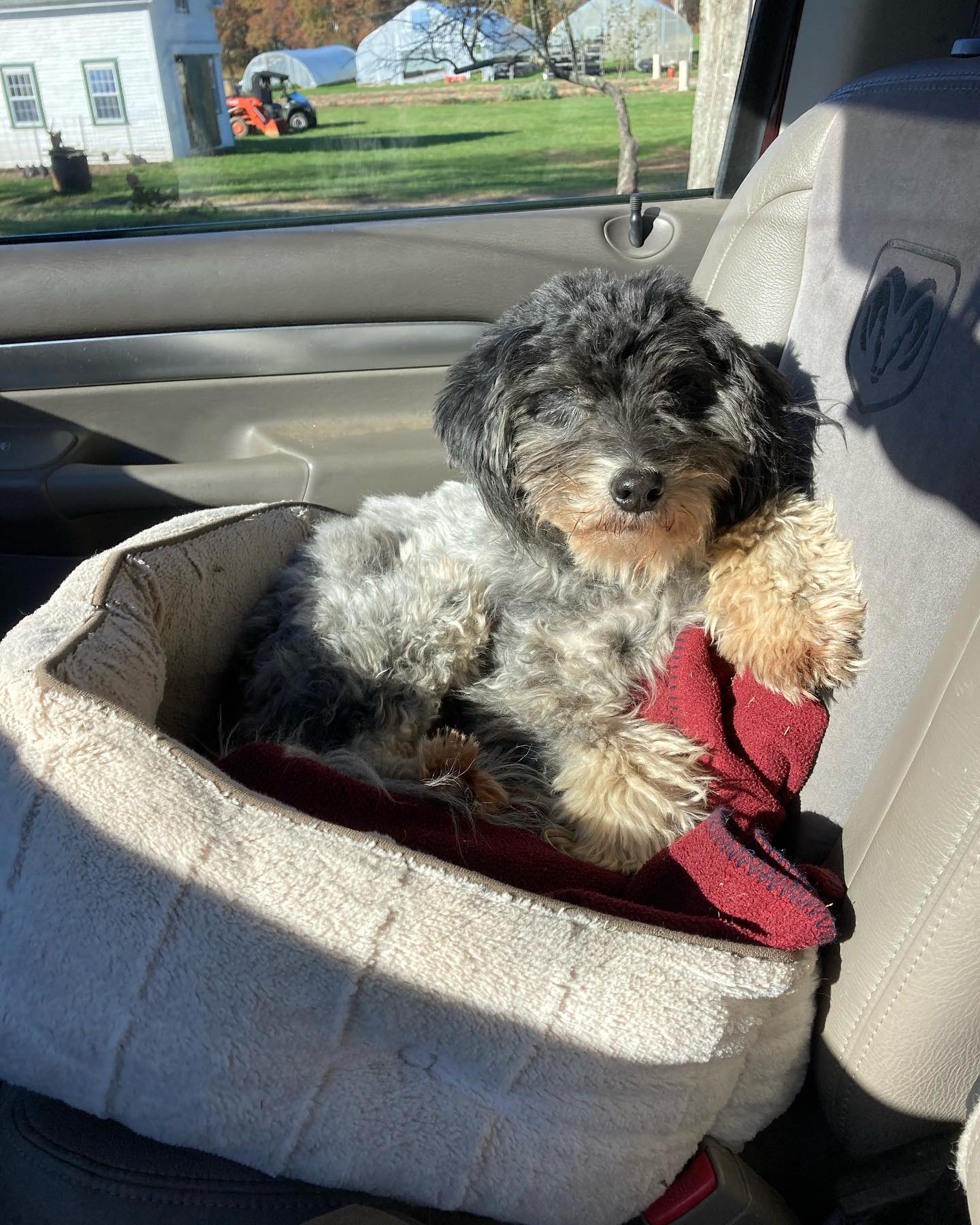 Señor Oso, the best farm dog ever, turned 13 years old last month! On this grey morning I found myself looking at his baby pictures and thought you might like to see them too!
In the last picture Oso is the white one farthest to the left with the black heart with his mom Lassie ❤️
I lived in Paraguay after college and Oso was born in the house I was living in soon after I moved there. And the rest is history!