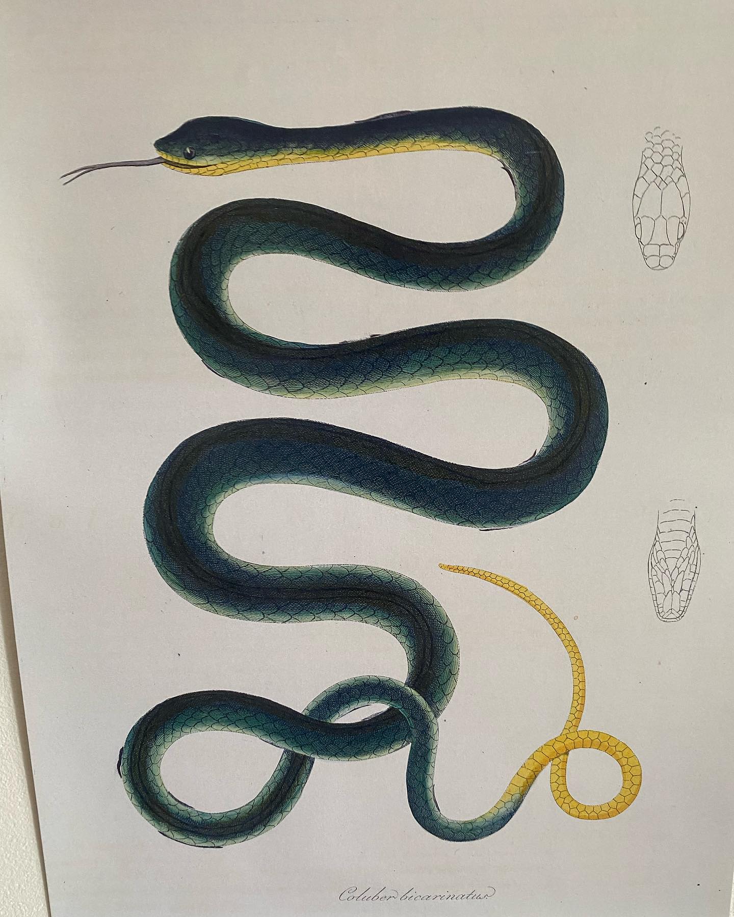 Choisis la Vie et tu vivras.
.
.
.
#snake #serpent #vie #life #transmutation #scorpion #mue #conscience #consciousness #alchimie #vibrations