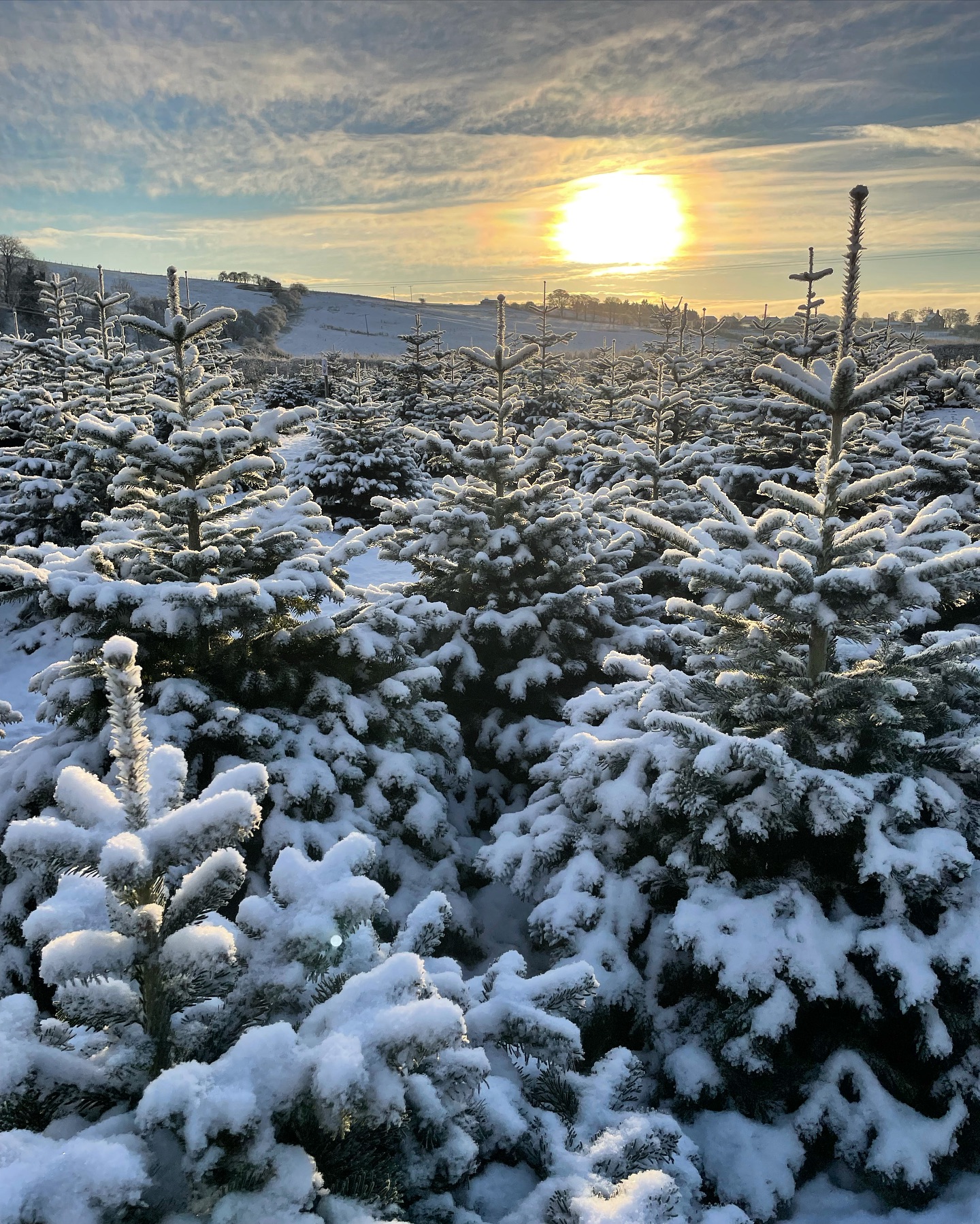 ❄️🎄 SNOW UPDATE - BUSINESS AS USUAL ❄️🎄
📸 2022 snowfall in the PYO field
🚗 Our car park & drive have been cleared of snow. If anyone has booked in to visit today and feels the roads aren’t safe to travel you’re welcome to visit this Saturday or Sunday instead 🚗
🎪 We have a wide selection of freshly cut Christmas trees under shelter alongside our now rather magical looking pick your own field in the snow 🎪
We look forward to seeing you all this weekend 😊
#outdooractivities #locallysourced #freshlycut #pickyourown #PYO #durham #christmastrees #northeast #durhamchristmastrees #heughhallfarm #smallbusiness #christmasiscoming #nordmann #fir #norway #spruce