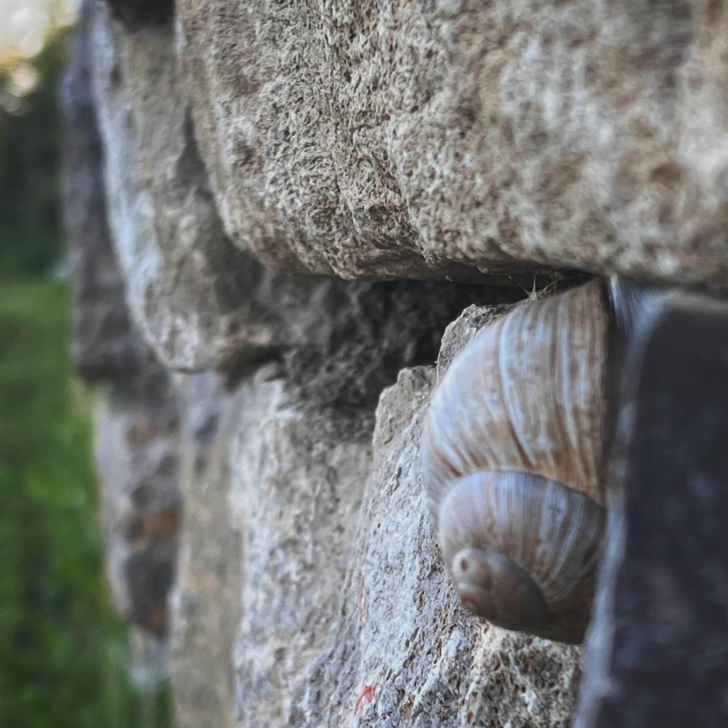 Entdeckt: Weinbergschnecken im Weinberg! 🐌🍇
Ich freue mich, euch meine neueste Entdeckung zu zeigen – Weinbergschnecken, die sich an meiner Muschelkalkmauer tummeln! 🌿 Diese Mauer, die 1,50 Meter hoch und bereits 100 Meter lang ist, wurde trocken aufgesetzt und ist ein wichtiger Beitrag zum aktiven Naturschutz. 🌱 Es ist unglaublich zu sehen, wie die Natur sich ihren Platz zurückerobert und unsere Anstrengungen belohnt. 💚 #Naturschutz #Weinbergschnecken #Muschelkalk #Umweltschutz #Weinberg #Naturverbunden