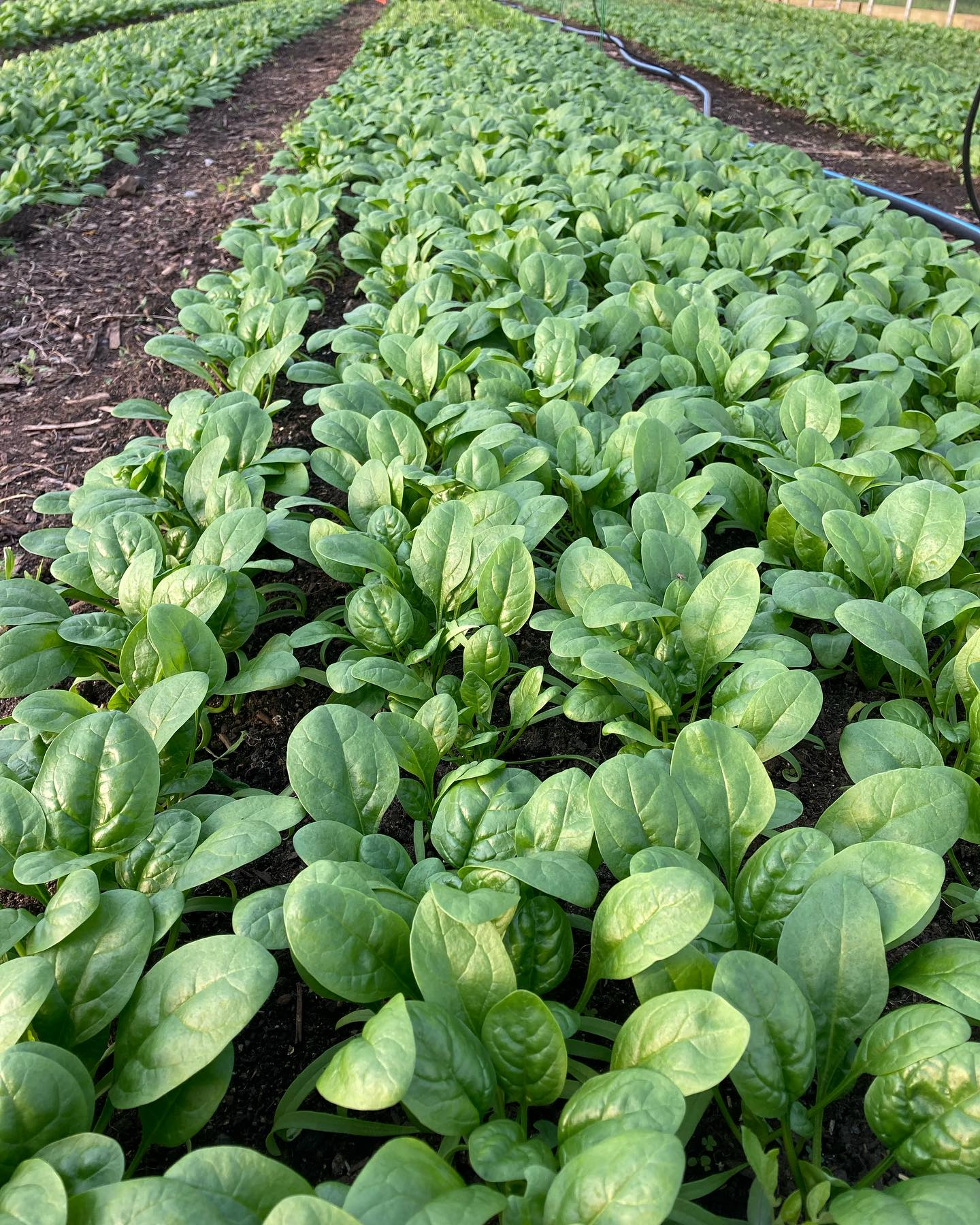 The final outdoor Portsmouth farmers market of the year is tomorrow, Saturday 8-12 @seacoasteatlocal.
We tapped into the hoop houses for spinach, lettuce mix and kale for this market!
We then go directly to the Stratham Cooperative Middle School on 11/11 (10-2) for the first winter market!
Tomorrow’s lineup includes:
Spinach
Lettuce mix
Chicory mix
Head lettuce
Radicchio
Cabbage
Chard
Kale
Collards
Leeks
Beets
Carrots
Radish
Watermelon radish
Garlic