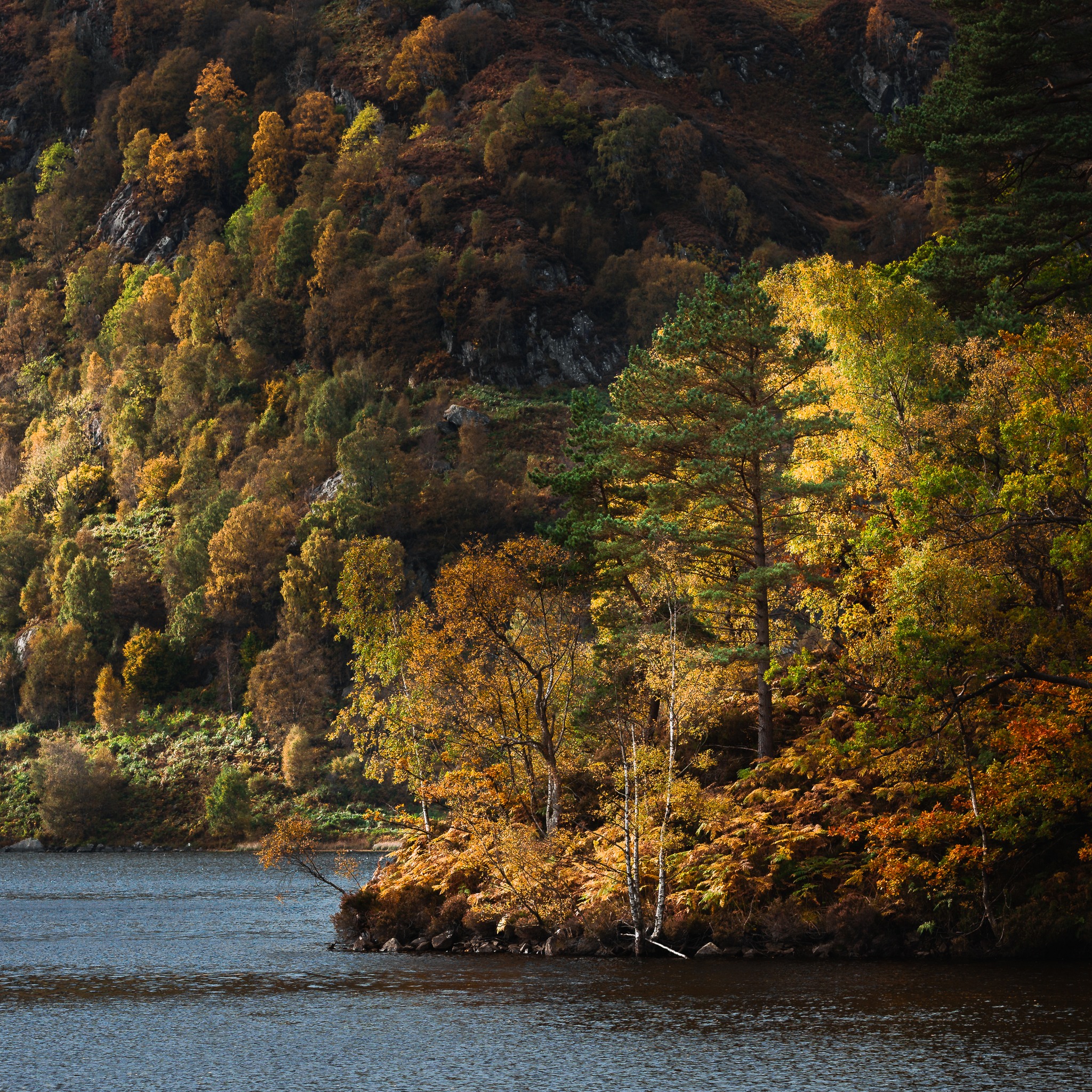 Let it glow, let it glow, let it glow.
#lochkatrine #trossachs #scotlandexplore #scottishlandscapes #goldenlight #naturemagic #mountainviews #hiddenscotland #scenicbritain #autumnvibes #forestglow #treelovers #naturecaptures #scenicviews #explorescotland #backlighting #seasonalbeauty #naturephotography #wildscotland #scotlandshots #landscape_lovers #visitlochlomond #scotlandadventures #natureinspired #highlandscenery #outdoorphotography