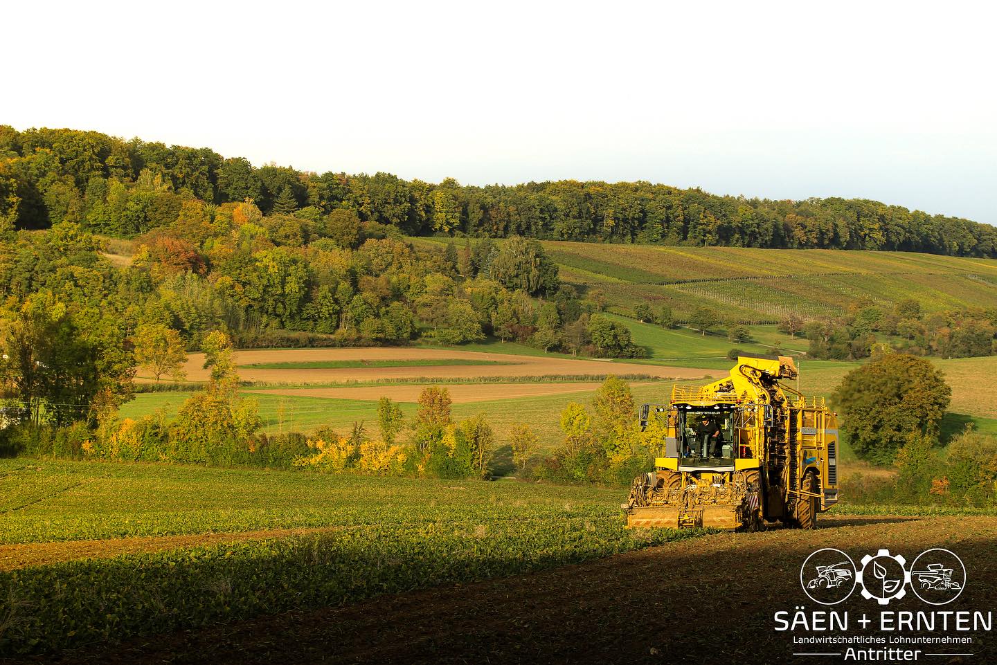 Abend Stund hat Gold im Mund 🌄🚜
.
.
.
.
.
.
.
.
.
.
.
#ropa #ropapanther2s #ropatiger6 #ropatiger6s #deutschland #rüben #zuckerrüben #südzucker #zuckerrübenernte #roden #rübenroden #lohnunternehmen #lohnunternehmer #lohnunternehmen #badenwürttemberg #kraichgau #sunset #sonnenuntergang #erntefieber #guteswetter #2022 #davonkönnenwirnichtgenugbekommen #dikkebude24 #olways