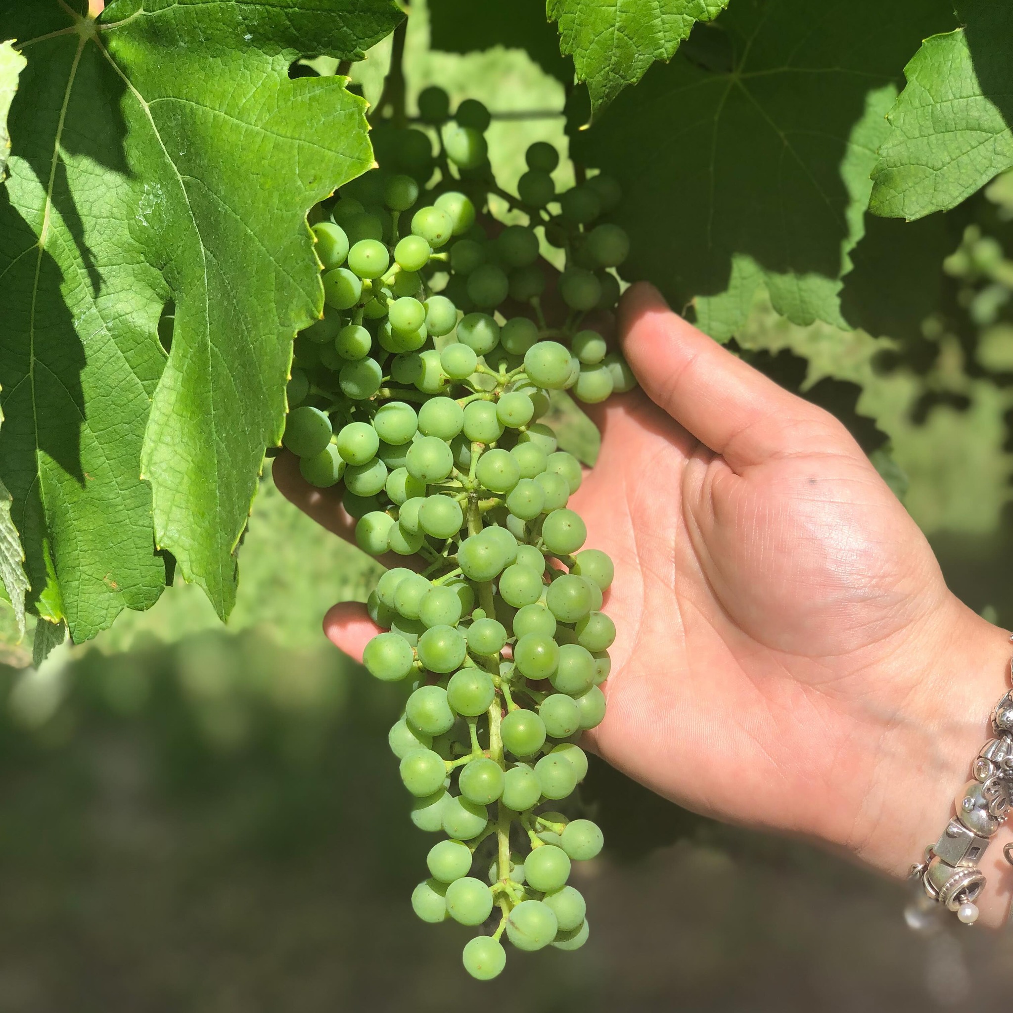 Our fruit is growing 🤩🍇 Although we are still a couple of months away from harvest, one notable difference between wine grapes such as these and table grapes is size. You will see the grapes in our vineyard are much smaller, have thicker skin, and lots of juice compared to those you will see at your local grocery store!
#texaswine #texasvineyards #txwine #winegrapes