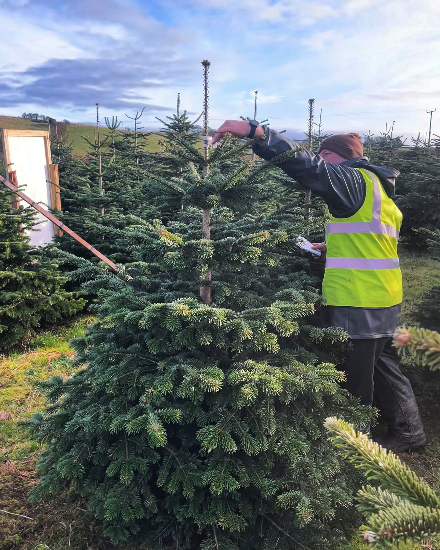 What a great weekend we had welcoming old & new customers 😊
We’re open again 10.30am-3.30pm:
🎄Friday 1st December
🎄Saturday 2nd December
🎄Sunday 3rd December
📆 We still have some availability on the above dates, book online at durhamchristmastrees.co.uk
🌟 TREE PRODUCTS / SERVICES 2023 🌟
🎄PICK YOUR OWN plantation - Norway Spruce and Nordmann Fir.
🎄FRESHLY CUT Nordmann Fir 5ft - 11ft, POT GROWN Nordmann Fir up to 5ft & Christmas Tree stands will be for sale
🎄CLICK AND COLLECT - message us with your requirements and we can choose the perfect tree for you
📸 Tagging up a Nordmann Fir tree for a customer in our pick your own plantation
🥾 Please remember to bring wellies or walking boots for visiting the PYO plantation
#outdooractivities #locallysourced #freshlycut #pickyourown #PYO #durham #christmastrees #northeast #durhamchristmastrees #heughhallfarm #smallbusiness #christmasiscoming #nordmann #fir #norway #spruce