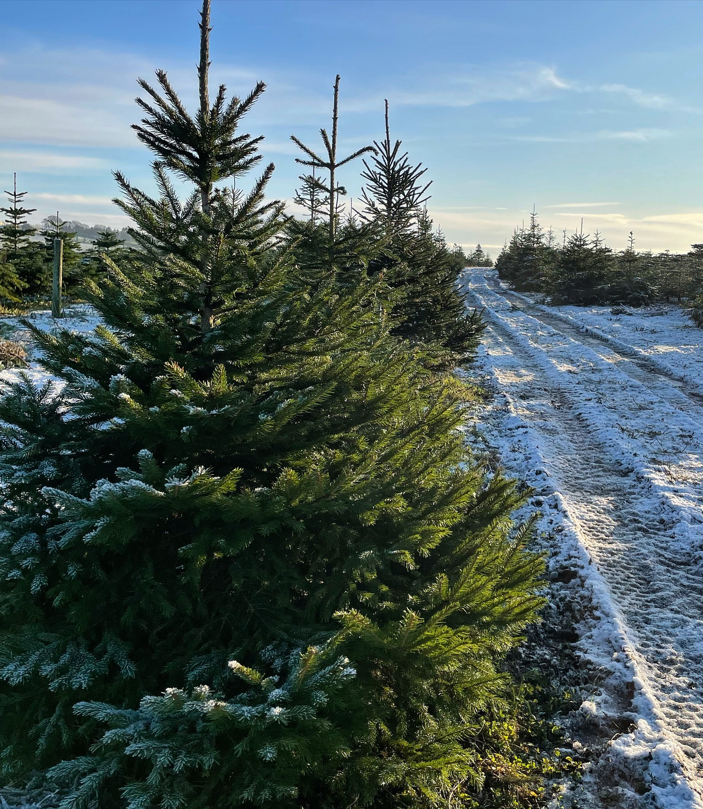 Christmas is coming, we’re now OPEN for 2023 ❄️🎄🛷
🎄Open 10.30am -3.30pm today and tomorrow 🎄
📸 Alongside our wide range of pick your own, freshly cut & pot grown Nordmann Fir trees, we also have Norway Spruce trees available in the PYO plantation
📆 We still have some availability this weekend, book online at durhamchristmastrees.co.uk
🥾 Please remember to bring wellies or walking boots for visiting the PYO plantation
We look forward to seeing you all 😊🤞🏻🎄
#outdooractivities #locallysourced #freshlycut #pickyourown #PYO #durham #christmastrees #northeast #durhamchristmastrees #heughhallfarm #smallbusiness #christmasiscoming #nordmann #fir #norway #spruce