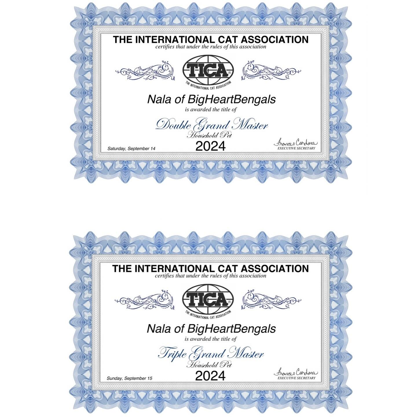 Another two title weekend for our new Triple Grand Master Nala 🙌
•
•
•
#bengal #bengalcat #bengalkitten #bengalbreeder #tica