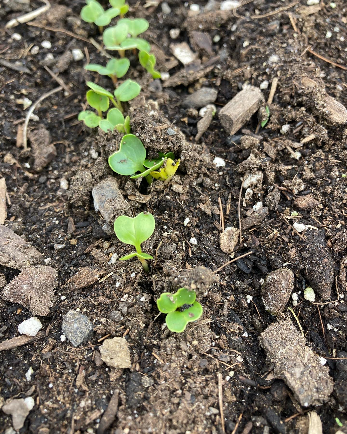 Spring is coming! Seeds are popping in the hoophouse! 🌱
Radish
Baby lettuce
Carrots
Vole patrol