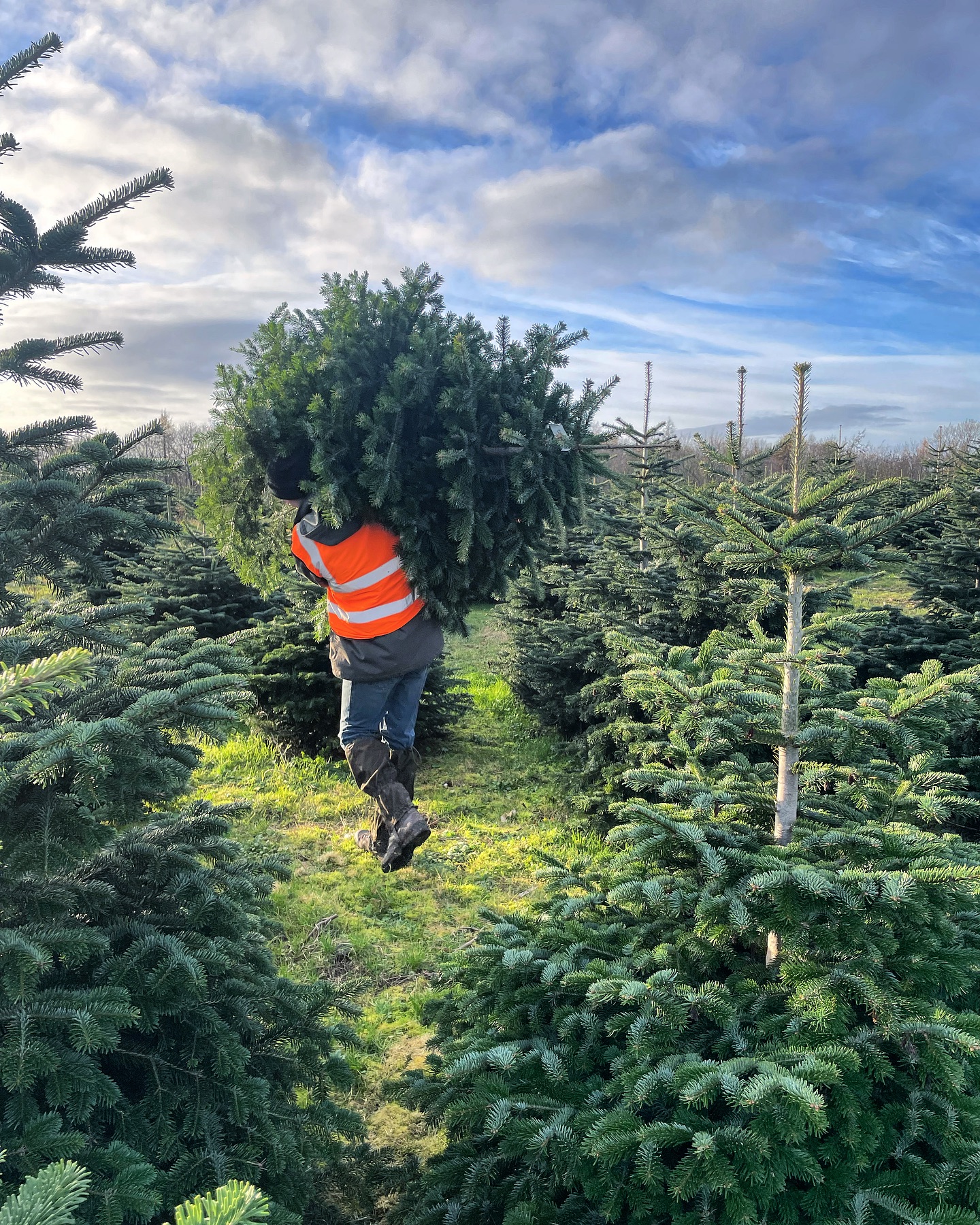 🌟 Pre cut Nordmann Fir trees are available ALL WEEK 10am - 4pm, no bookings required for the rest of 2023 🌟
This Friday 8th, Saturday 9th & Sunday 10th our pick your own plantation will re open 10.30am - 3.30pm for Norway Spruce trees alongside our wide selection of pre cut Nordmann Fir
Products / services available:
🎄 Norway Spruce available in our pick your own plantation
🎪 Our pre cut Nordmann Fir are displayed under shelter this year, located next to our plantation
🛷 Children’s Christmas trail
☕️ Refreshments are available
🐶 Dogs welcome on a lead
🌟 See our website for further details durhamchristmastrees.co.uk
#outdooractivities #locallysourced #freshlycut #pickyourown #PYO #durham #christmastrees #northeast #durhamchristmastrees #heughhallfarm #smallbusiness #christmasiscoming #nordmann #fir #norway #spruce