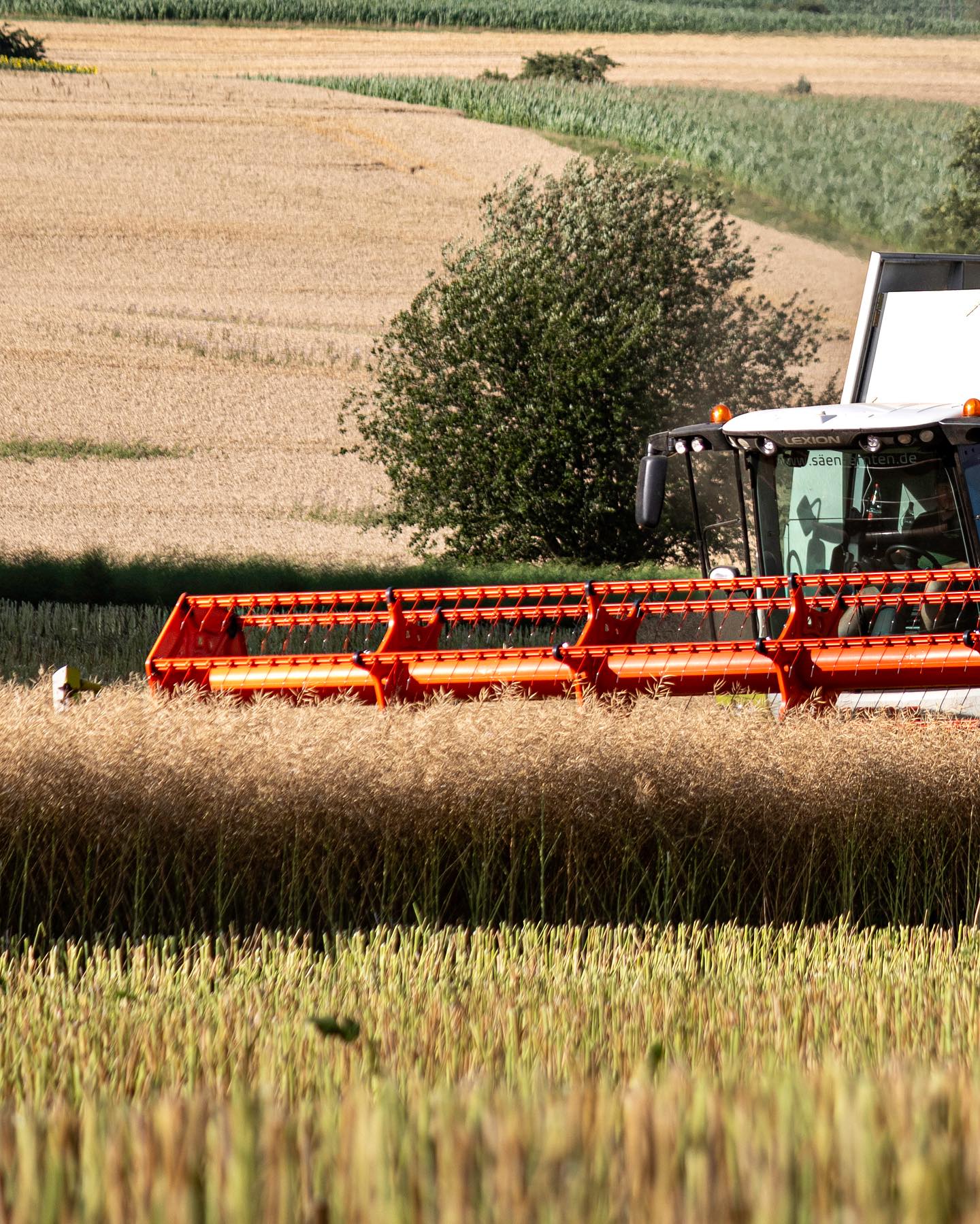 Rückblick auf die Rapsernte 2023 🤯🚜
.
.
.
.
.
.
.
.
.
.
.
.
.
.
#raps #rapsernte #claas #claas750 #claaslexion750 claaslexion750tt #claasdeutschland #rapsfeld #rapsernte #rapsernte2023