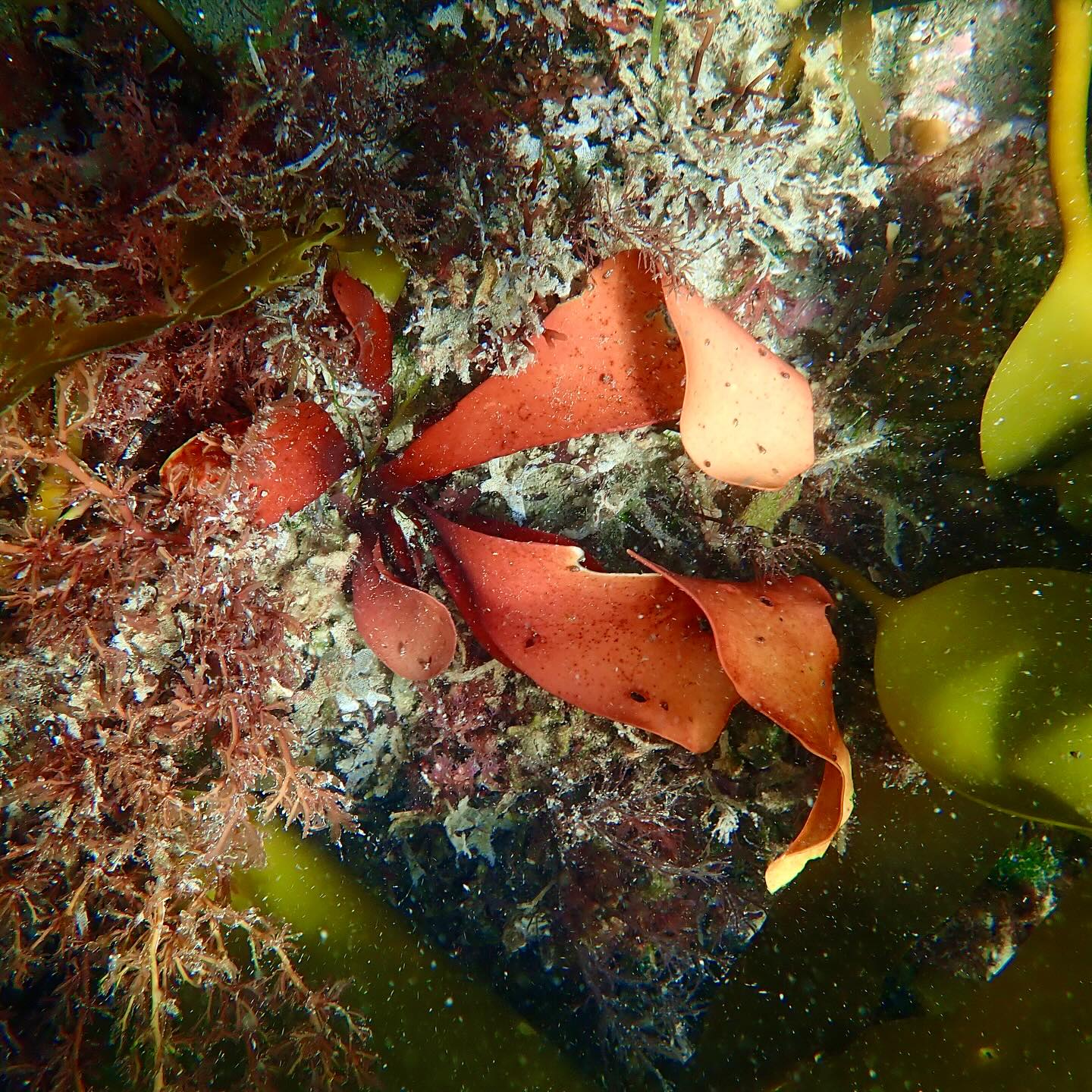 We were delighted to be invited along to the @seabirdcentre annual BioBlitz by the Sea to do a Snorkpooling survey. Recording all the species we could identify in the intertidal zone as the tide came in to add to tally of all the species spotted on land, air and sea over the entire day. We found over 40 species including lots of different species of seaweed 🦀🐟🦞🤿💙 Thanks to some of the snorkel club that came along to take part and support 👌🏻
If anyone can identify the species of the juvenile flat fish or the whelk in the last 2 photos, please let us know 🧐
#bioblitzbythesea #fringebythesea