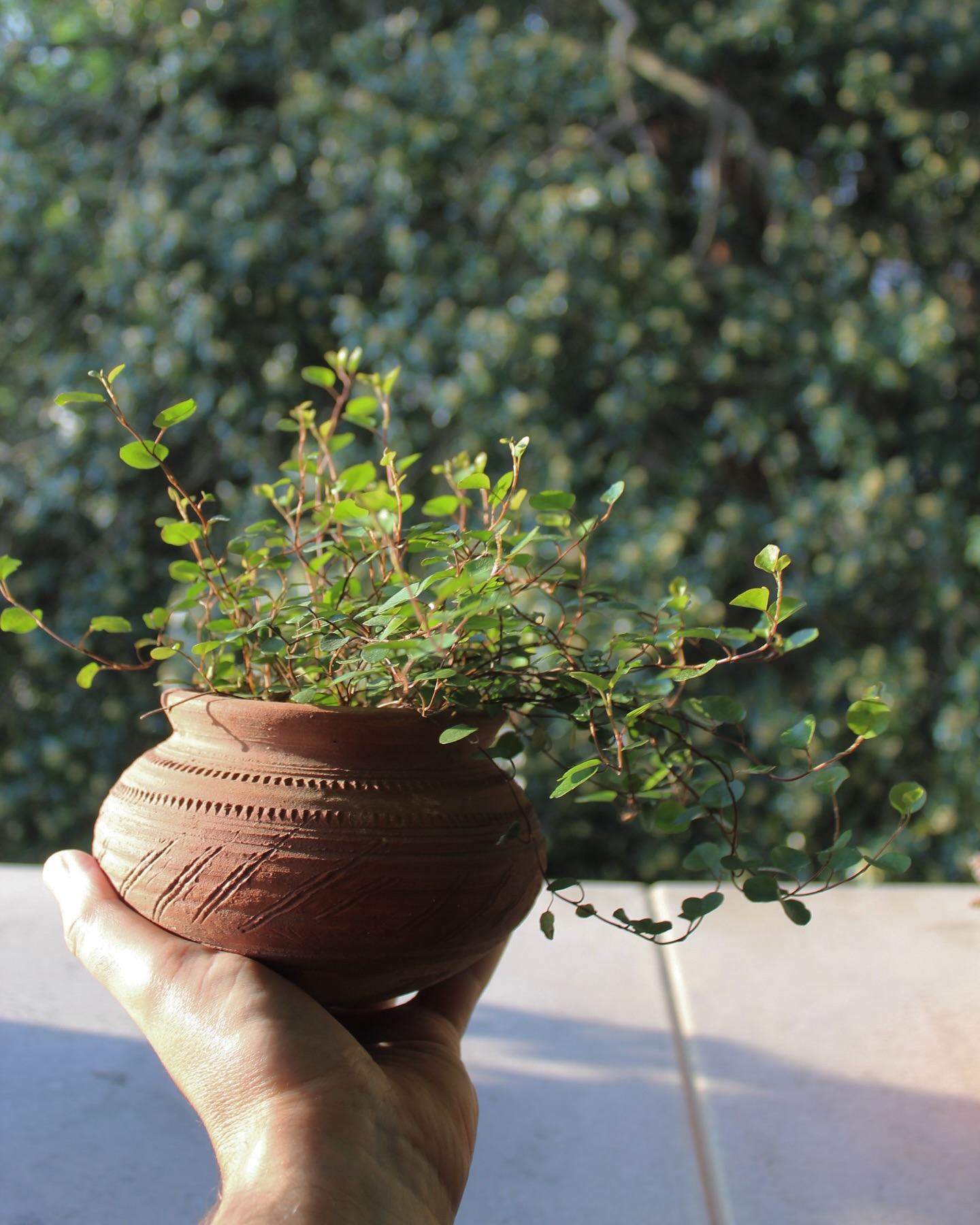One of my all time favourite plants, Muehlenbeckia complexa. It’s a great filler plant, particularly if you want something to cascade over the edge of planters or pots. I’ve added mine to this beautiful handmade Mala Terracotta Pot from @rowenandwren 🌿