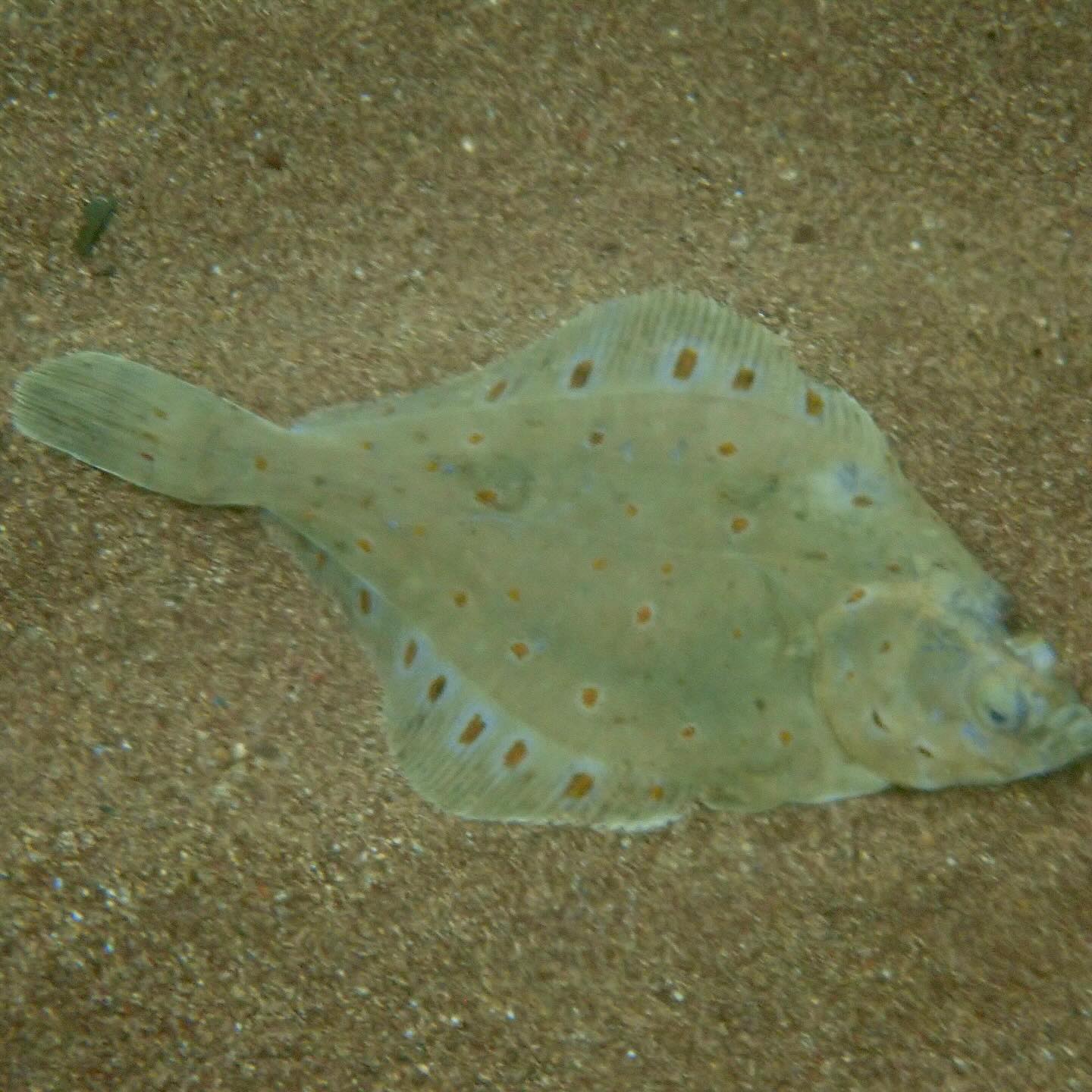 A fantastic full weekend sharing, exploring and educating people about the Berwickshire Marine Reserve and the wonderful habitats and life that live here @berwickshiremarinereserve
This week marked the 40th anniversary of the Berwickshire Marine Reserve, setup in August 1984 by the local community with the foresight to know this area, its habitats and inhabitants needed conserving.
To this day the community and a charity work together to educate, raise awareness and promote responsible use through codes of conduct to continue to manage and protect this special area of water. It provides such important habitats for marine life, an area for people to enjoy water based activities as well as supporting livelihoods of many people that live and work in this area too.
I love introducing and sharing how wonderful our UK marine environment is with locals and visitors through snorkelling.
Seeing and exploring beneath the surface with our own eyes helps us understand, grow to love and ultimately want to strive to protect the habitats and marine life that lives here.
For some people, the importance of conserving and protecting our waters is so we as humans can continue to enjoy the clear, vibrant water, focusing more on ourselves, which is also ok.
Firstly we need to ensure the habitats and marine life can survive and thrive without us having too big an impact. We are just visitors and observers into this world, we don’t belong there and have to respect this 🐟🦀🦞
