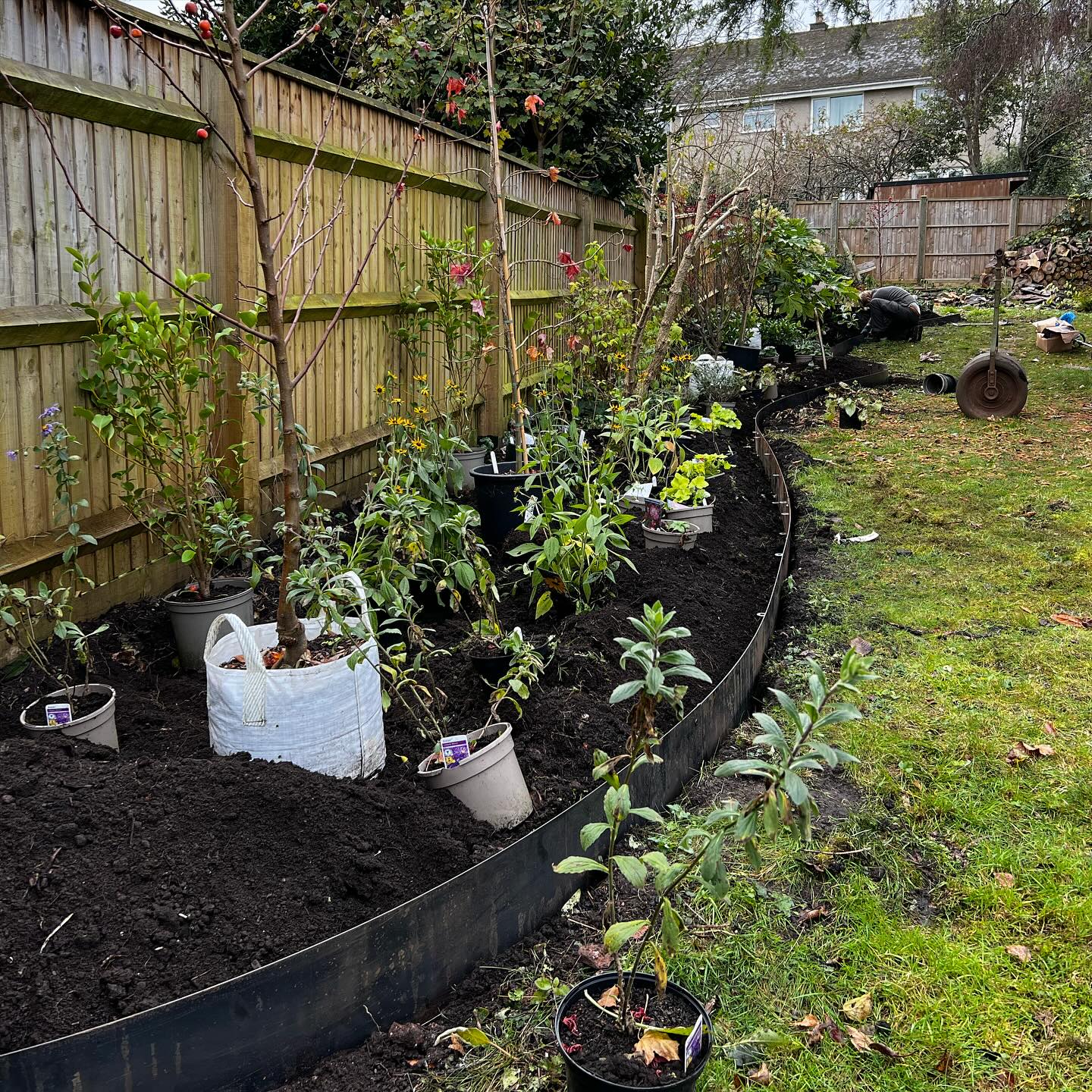 And the winter planting continues. Year round planting scheme to give seasonal interest all framed within a Corten steel border.
#gardendesign
#landscapegardening
#cortensteel
#gardenedging
#seasonalplanting
#gardenmaintenance
#countrylife
#bristolgardens