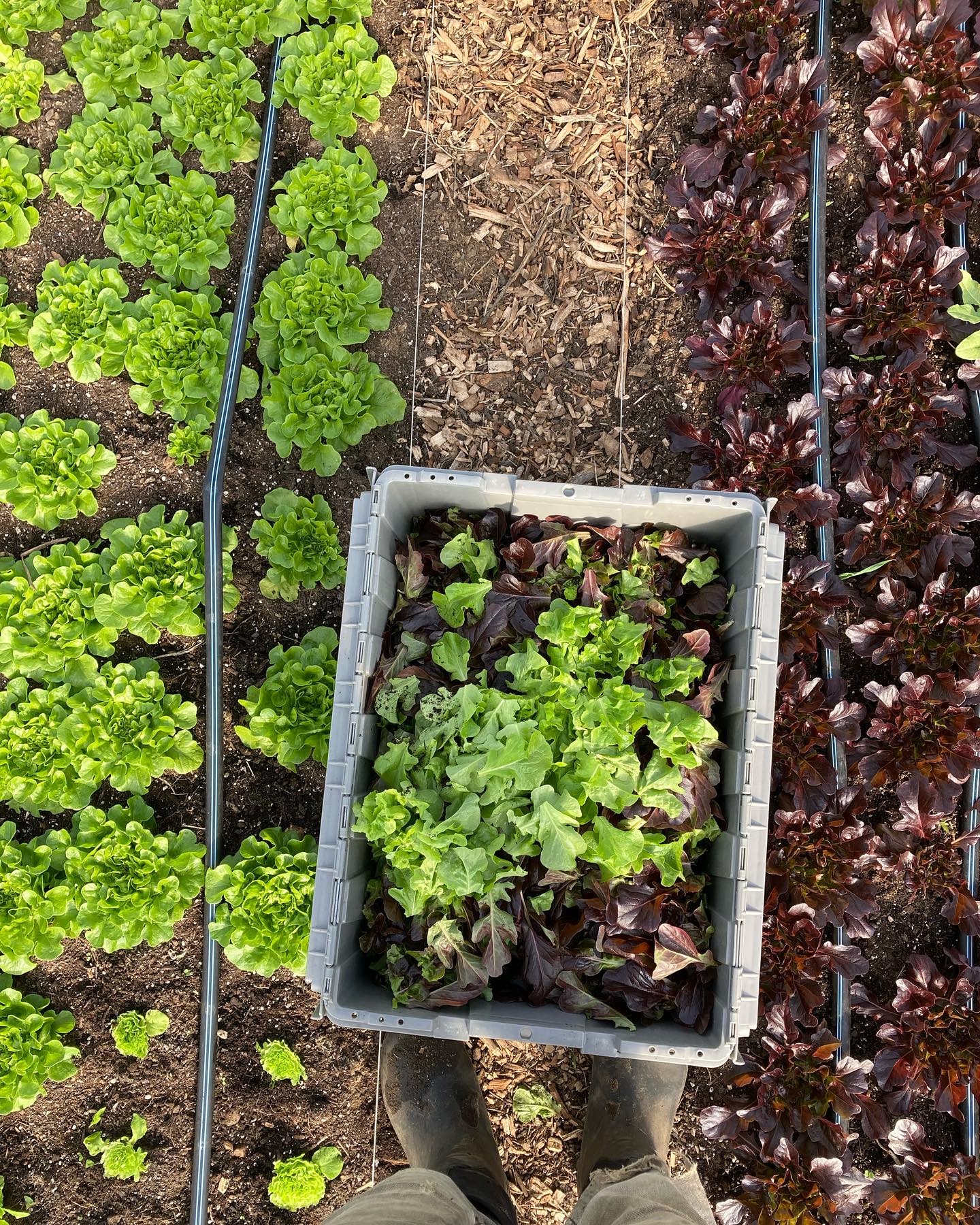 Are you looking for a super easy way to get super fresh and nutritious veggies all year long??
The Veggie-Go subscription boxes might be a good option for you!
This week’s boxes include Wild Fern lettuce mix- certified organic and soil grown. Harvested on Monday and you get it delivered to your door Wednesday-Friday!
Check it out! @nh3rfa
#nhagriculture #eatfreshallyearlong