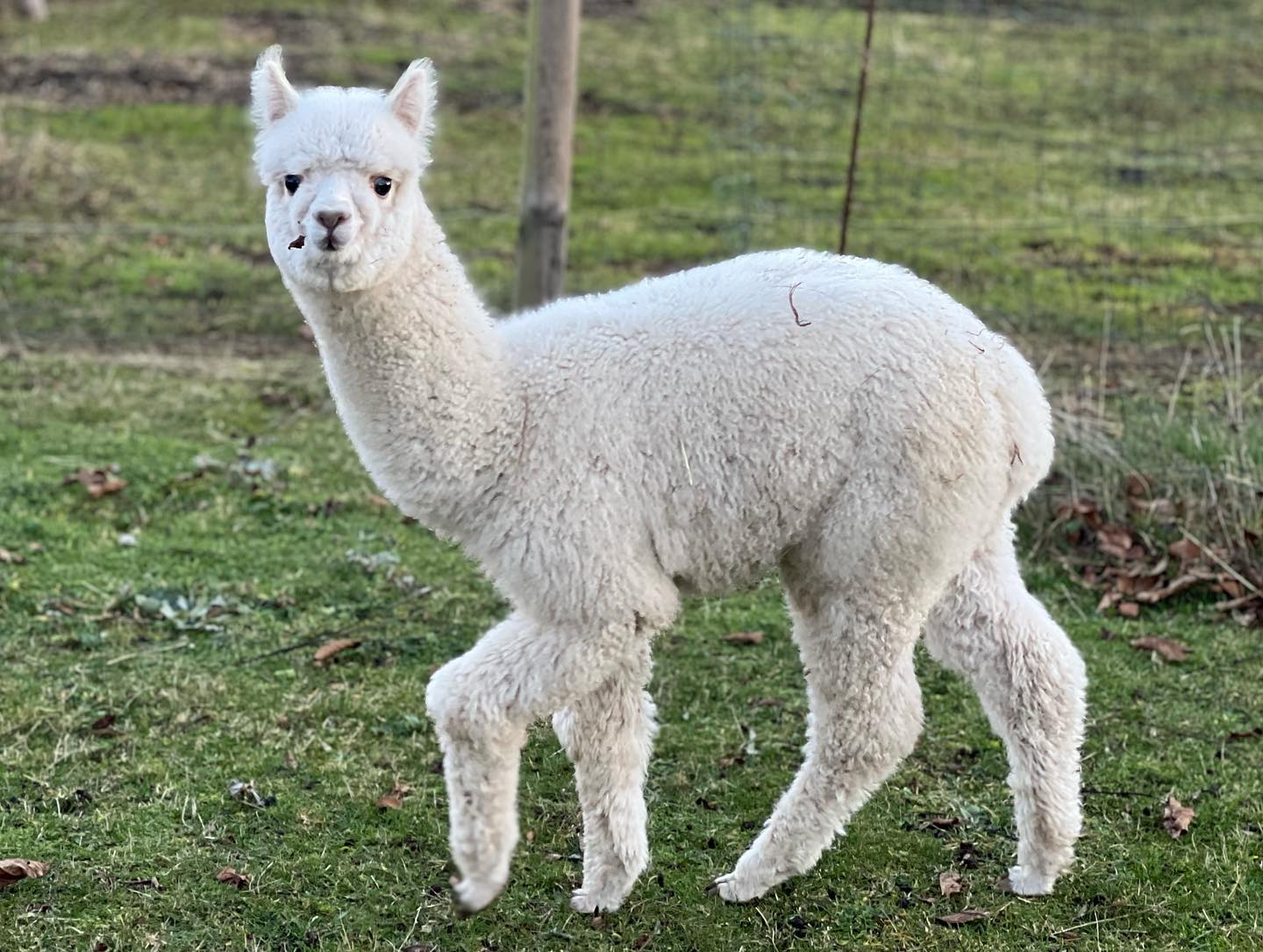 Nitro vient de fêter ses 4 mois ! Un petit gars prometteur plein d’énergie !