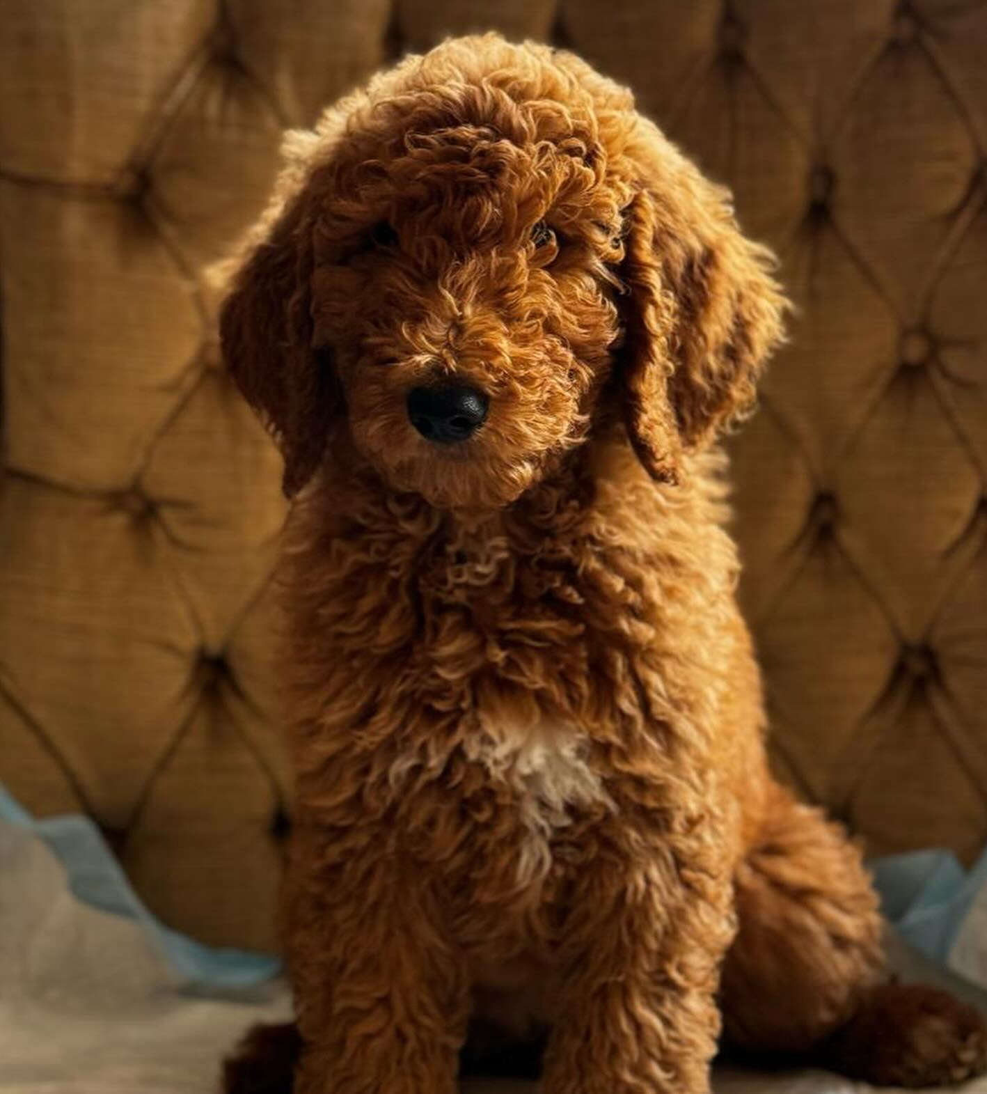 ✨ Conoce a nuestra adorable cachorra de Goldendoodle estándar hembra 🐾, una combinación perfecta de dulzura y energía 💕. Está lista para llenar tu hogar de amor y alegría. ¿Quién más está listo para una nueva mejor amiga? 🐶❤️ #Goldendoodle #cachorrosfelices #luxurydoodles