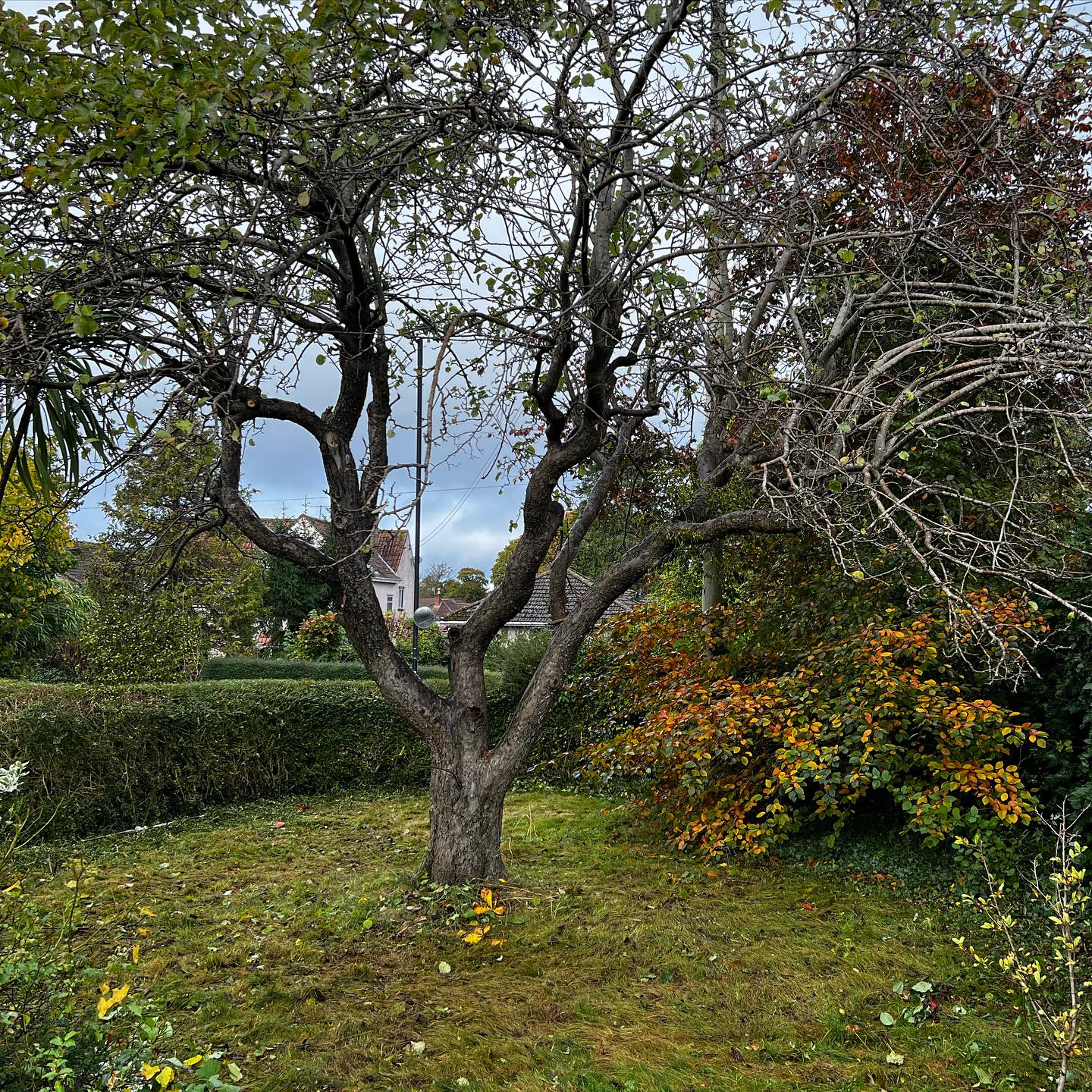 Winter has arrived and we’ll soon see our gardens stripped back to the bare bones!! A great time to start planning next years garden!! We rescued this Bramley apple tree from the dead wood of a climbing rose this week, I’m sure it was very grateful!!
#wintergarden
#gardendesign
#gardeninspiration
#appletrees
#niwaki
#gardenmaintenance
#bristol