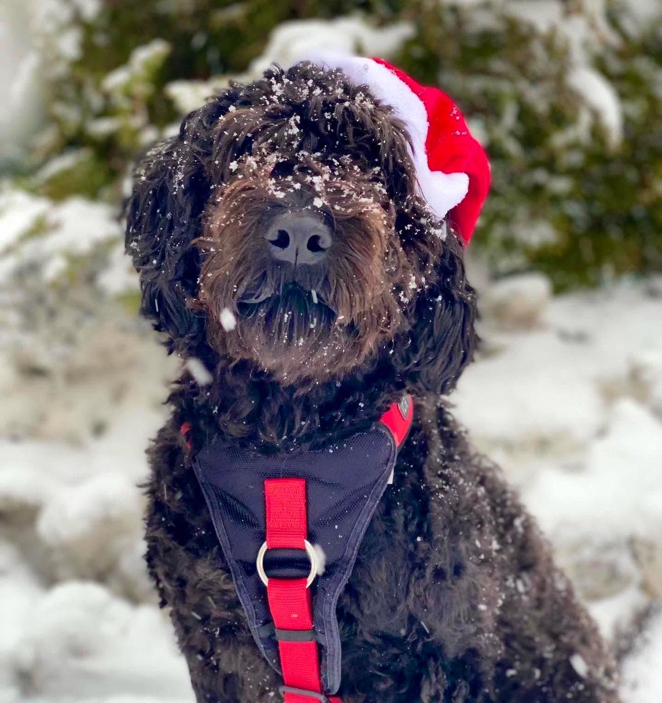 Joulukuu on taas täällä ja Lillvetin joulukalenteri on avattu Facebookin puolelle! 🎄✨
Ota sivu seurantaan ja käy osallistumassa 1. luukun kilpailuun, jossa palkintona ilmainen hammaskivenpoisto! 😍