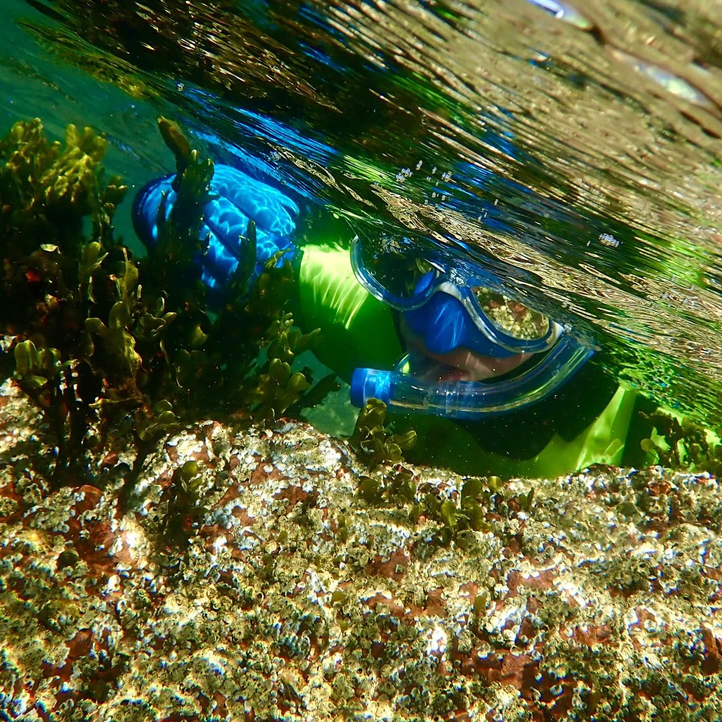 Great to get back in! Even more so on a beautiful sunny, warm calm day, sharing the underwater world with an enthusiastic and clever 8 year old showing me how Snorkpooling should be done! In no more than 2ft and putting our faces in rockpools with sharp eyesight we found lots of sea creatures 🦀 🐟 Shanny, Sandeels, Juvenile fish, Edible and Green shore crabs, plus some very camouflaged Sea Scorpions and Flounders too 💙🤿👌🏻