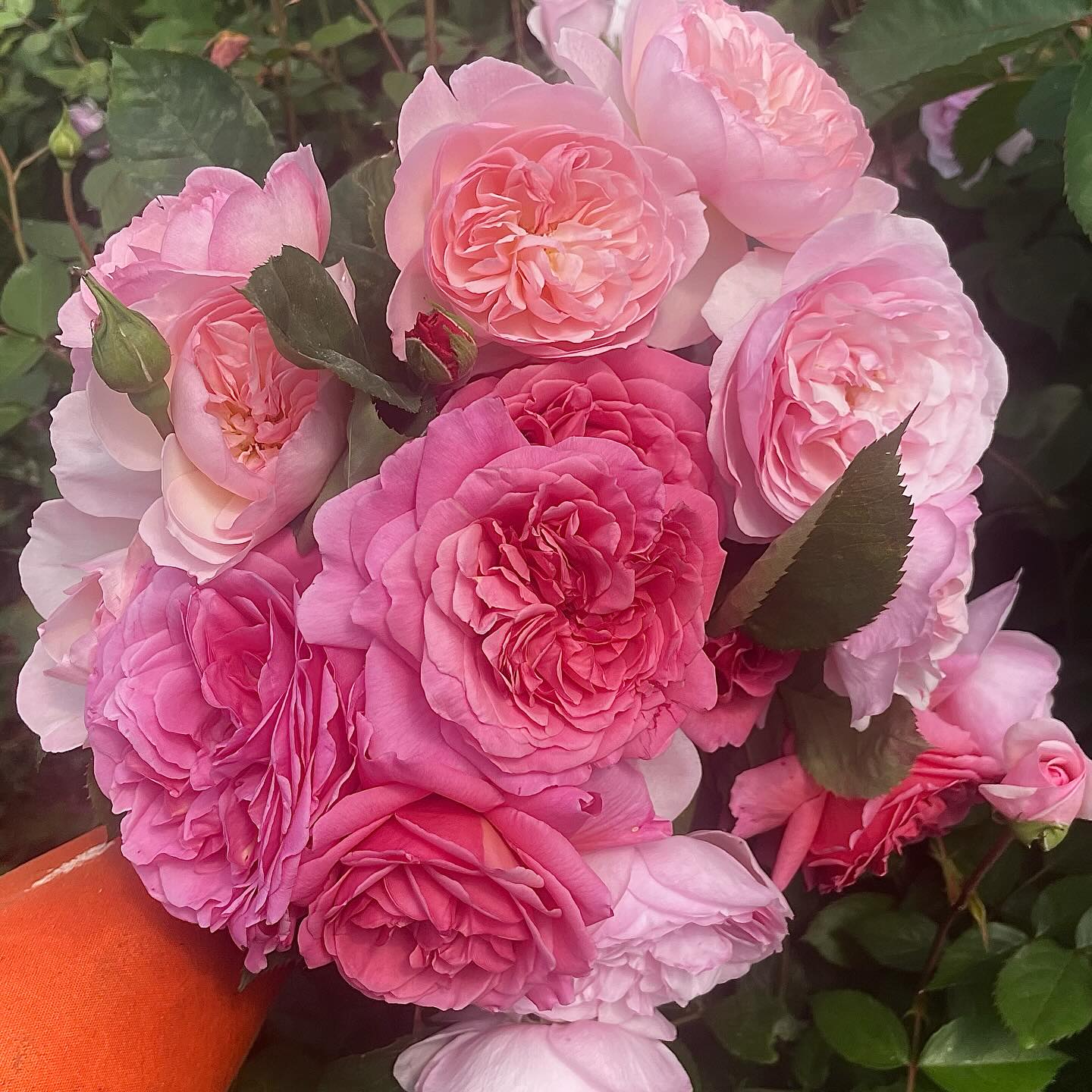 Sorry if you’ve been trying to reach us by phone lately.
A certain twit (Cath) lost the phone in the rose field and now we can’t find it.
If you need to contact us about rose orders for next week then our new phone number can be found on the website or in bio/info thingy on here, or feel free to email us.
Thank you!
#britishflowers