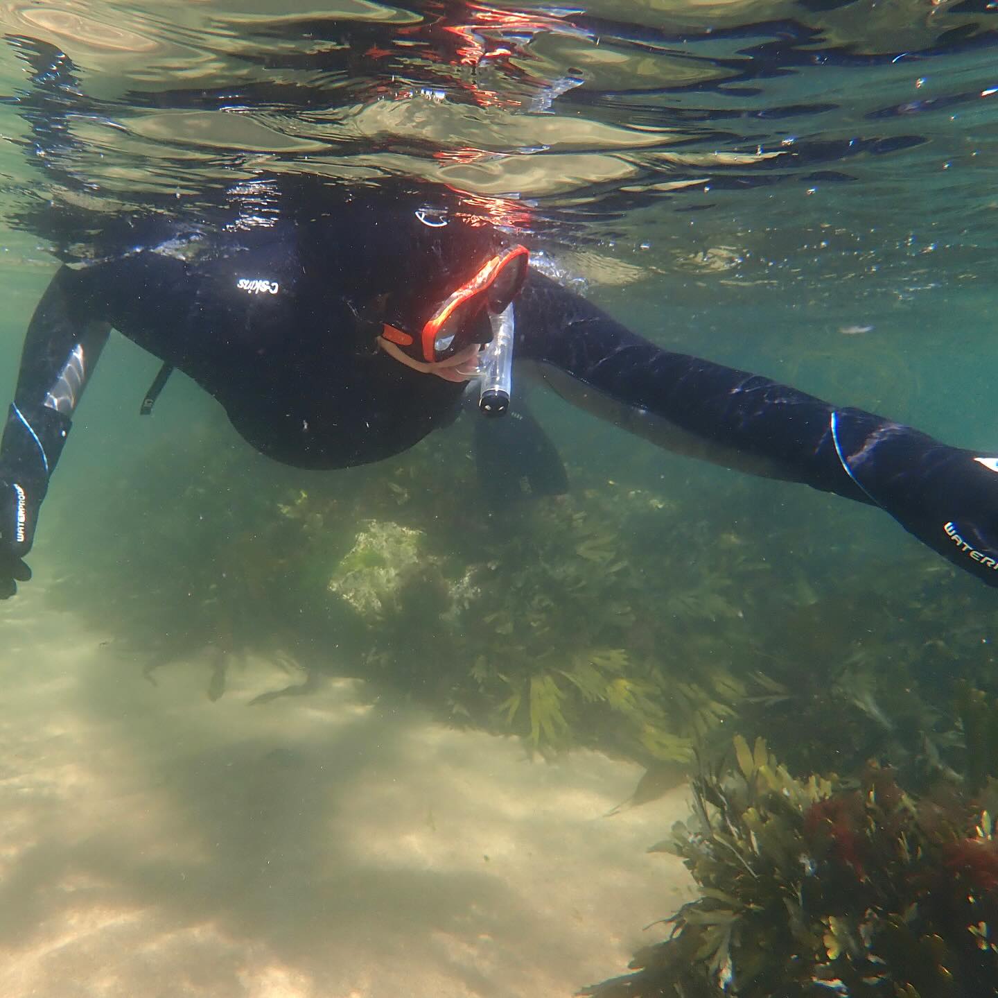 A full on fun packed sunshiney weekend (with some showers) introducing more people to the wonders of the underwater world. Some excellent conditions this last week with the sea calm and clear with so much life to see. I’m looking forward to sharing it with more people this week ☀️🤿